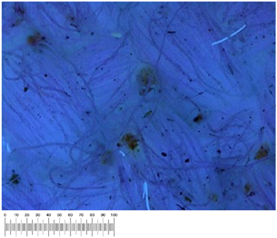 Heritage 07 00069 i044