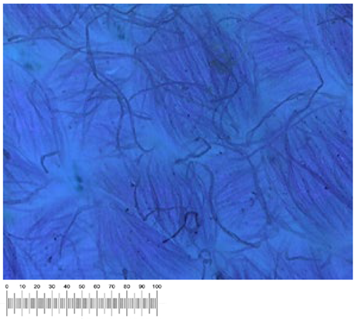 Heritage 07 00069 i048