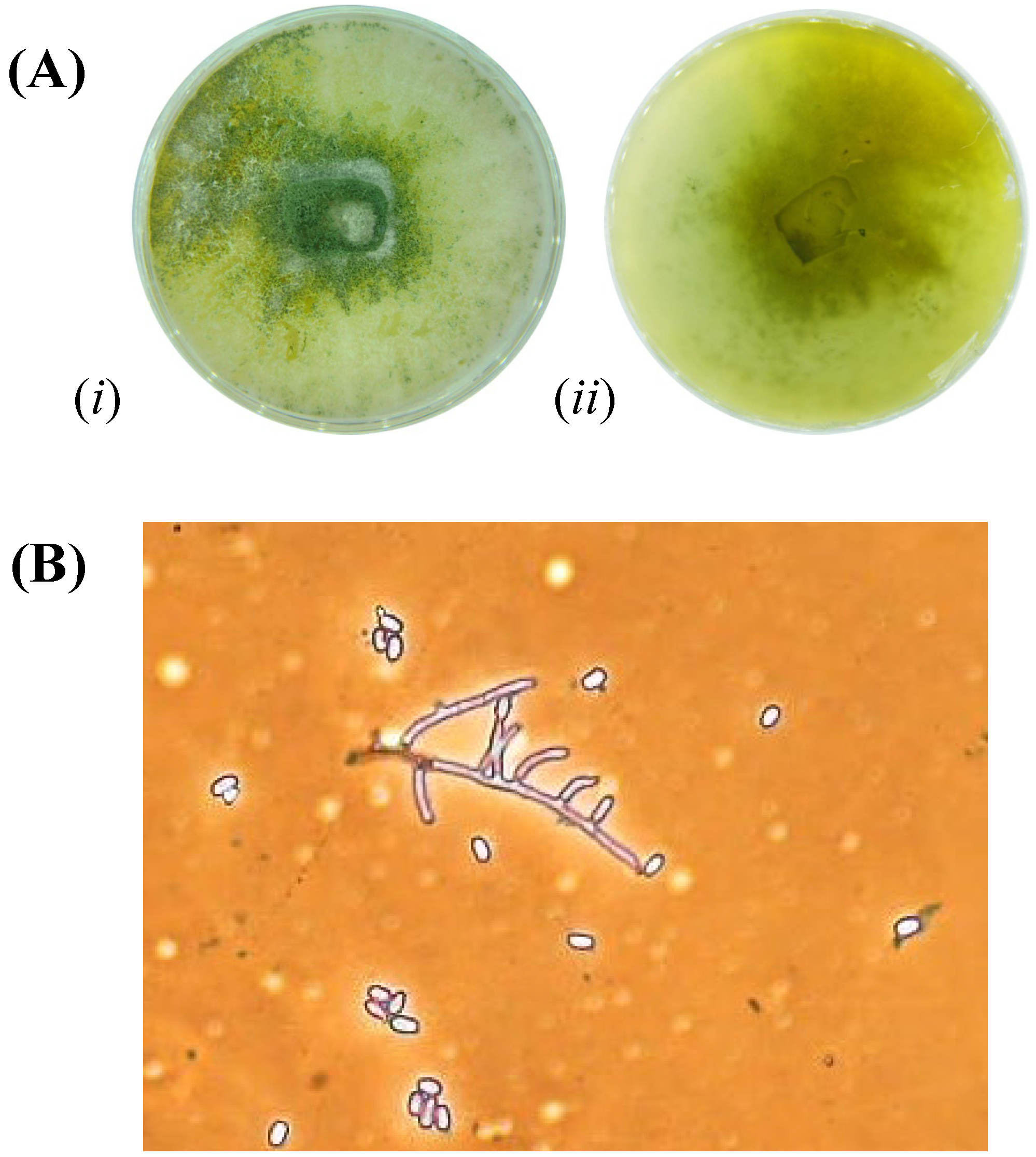 Heritage 08 00187 g006