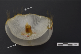 Heritage 08 00376 i013