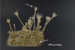 Heritage 08 00376 i016