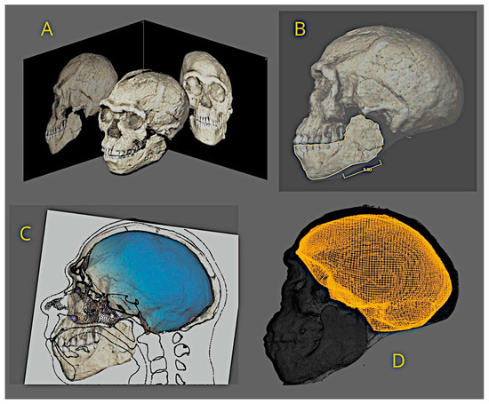 (A) Photogrammetry performed from video (credit: Philipp Gunz, MPI EVA Leipzig, License: CC-BY-SA 2.0). (B) One of the scale adjustments based on images of the findings. (C) Adjustment of the virtual donor to the endocranial structure (credit: Philipp Gunz, MPI EVA Leipzig, License: CC-BY-SA 2.0). (D) Segmentation of the endocranium from the anatomical deformation of the virtual donor. References available in [3].