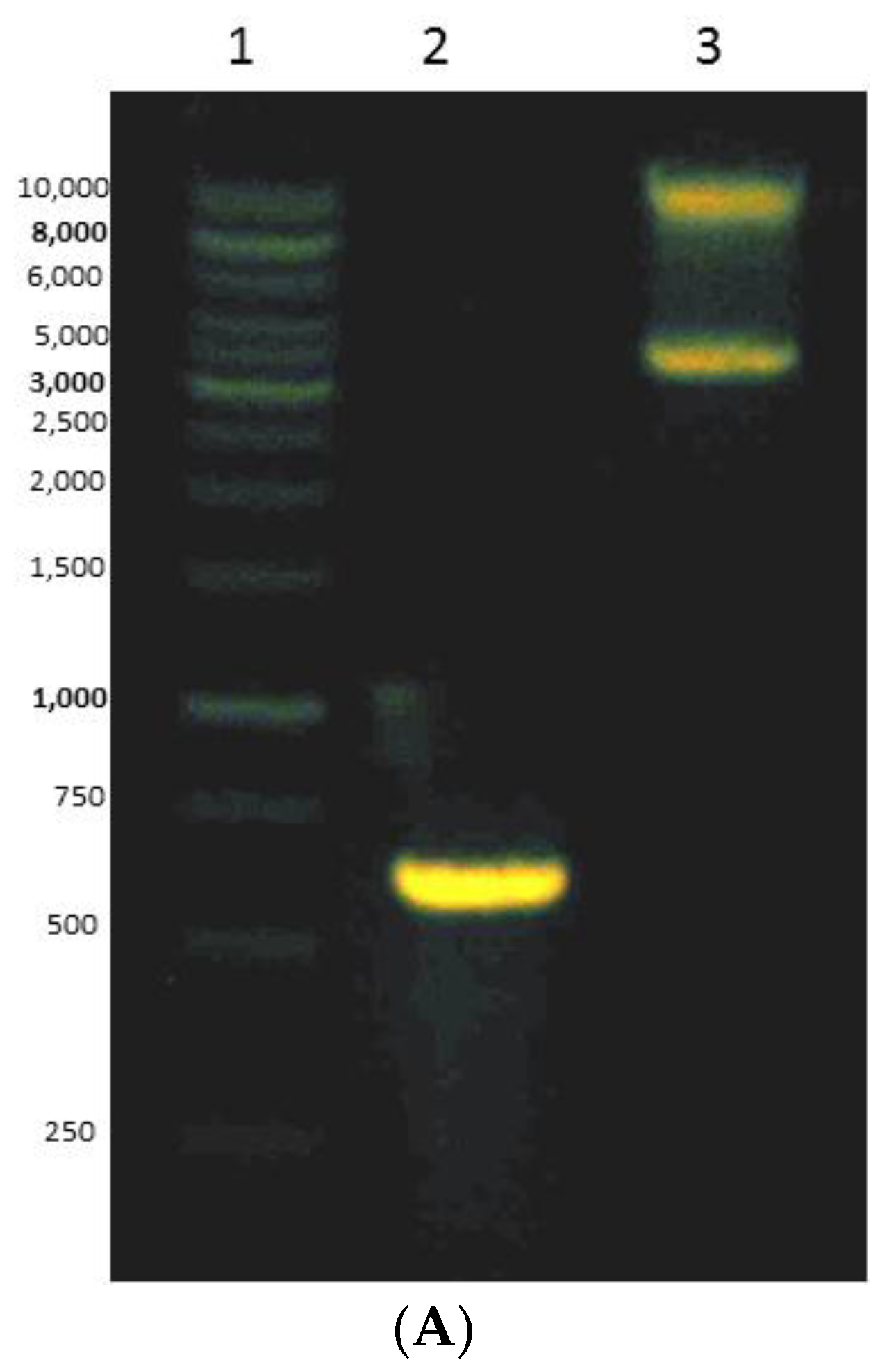 High throughput 07 00021 g005a