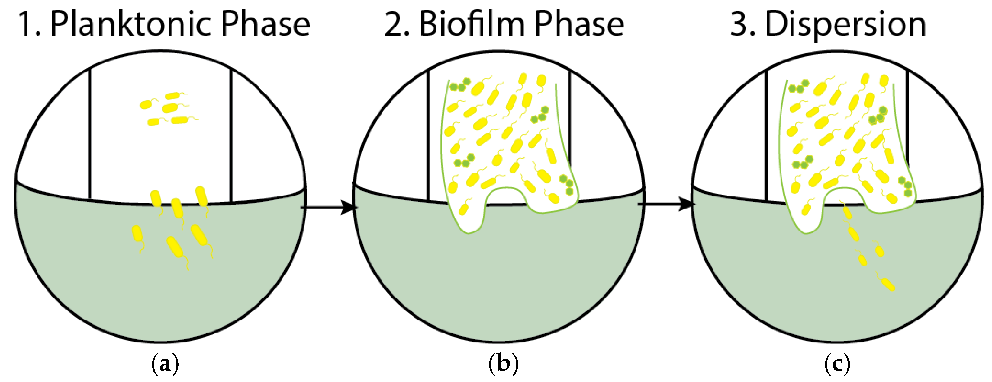 High throughput 07 00024 g001