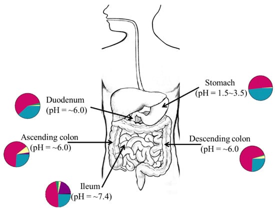 Graphical representation of the niche specificity of gut microbiota. Each gut compartment has a different pH, nutrient availability, and mucus structure. These factors may influence the microbial structure at any given time and space. The colors of the pie charts are arbitrary representations of the different microbial groups at different sites of the gut.