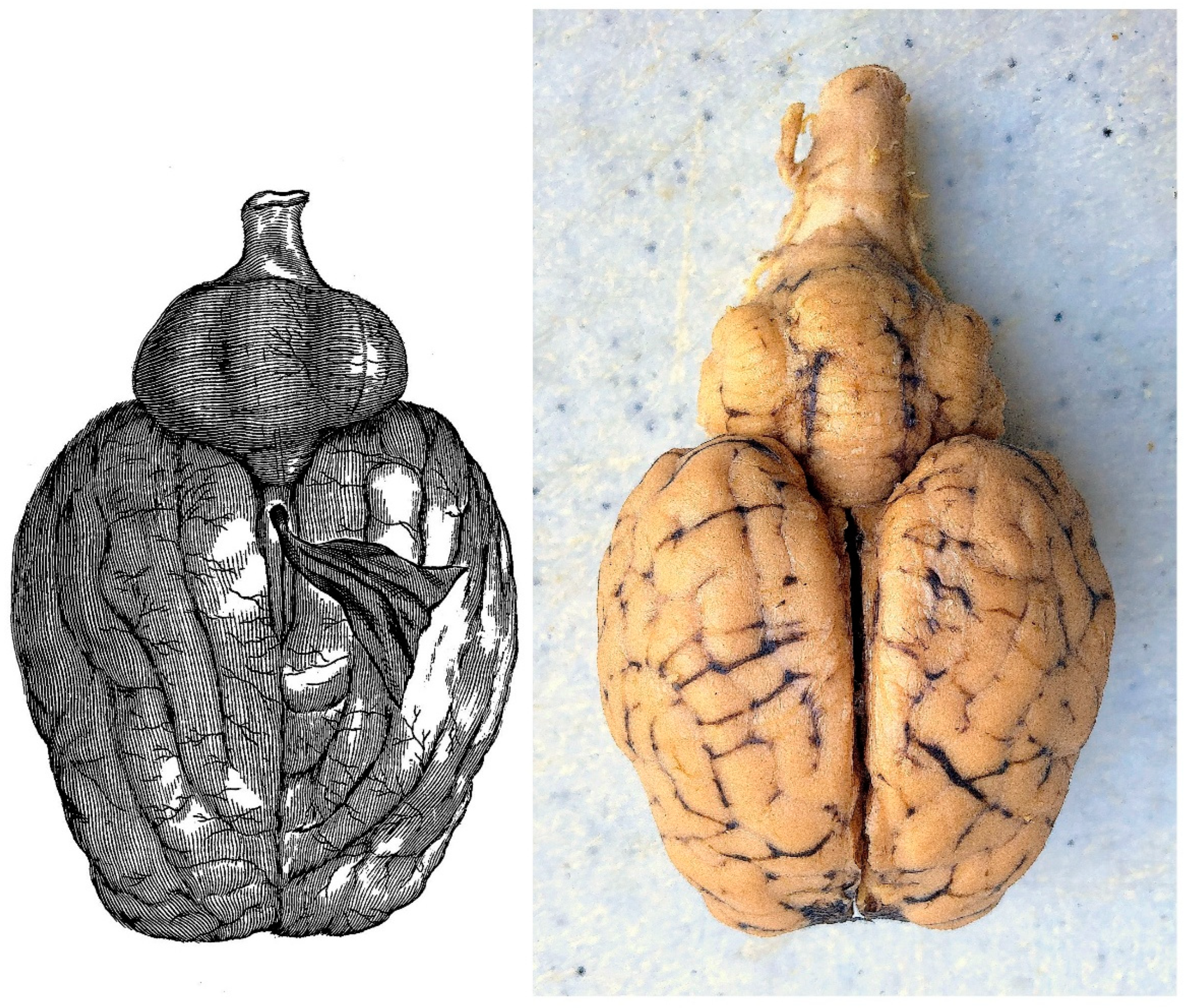 Histories 05 00024 g013