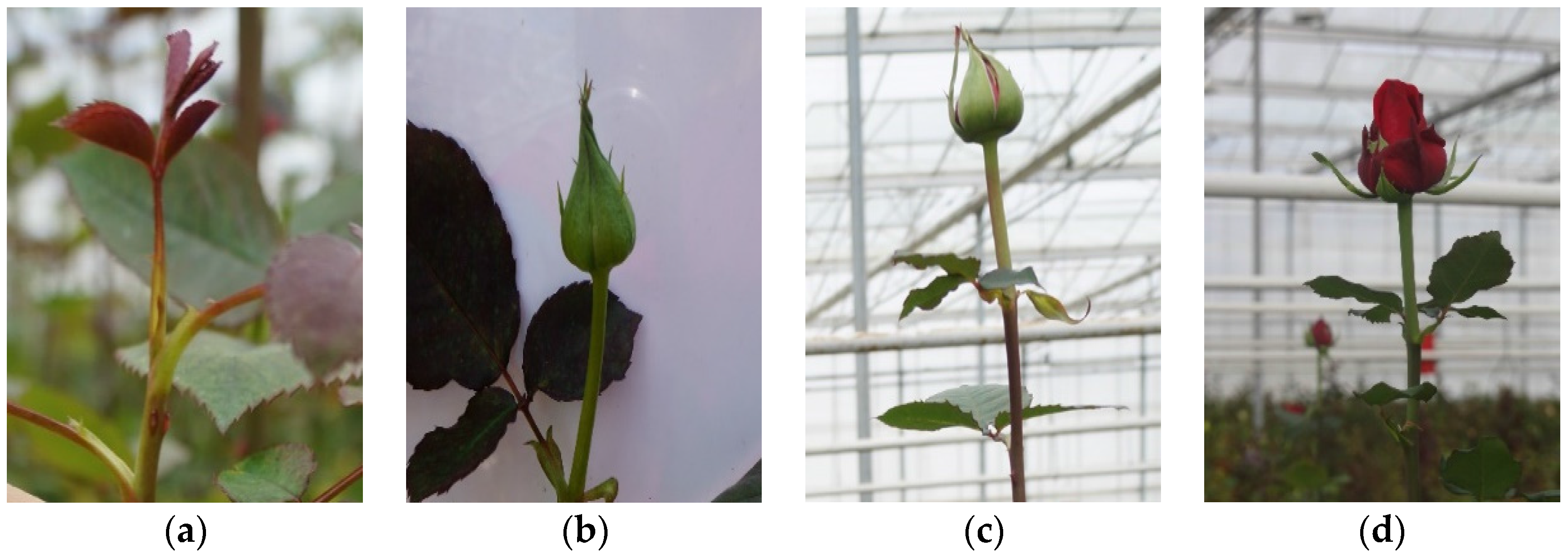 Horticulturae 02 00006 g001