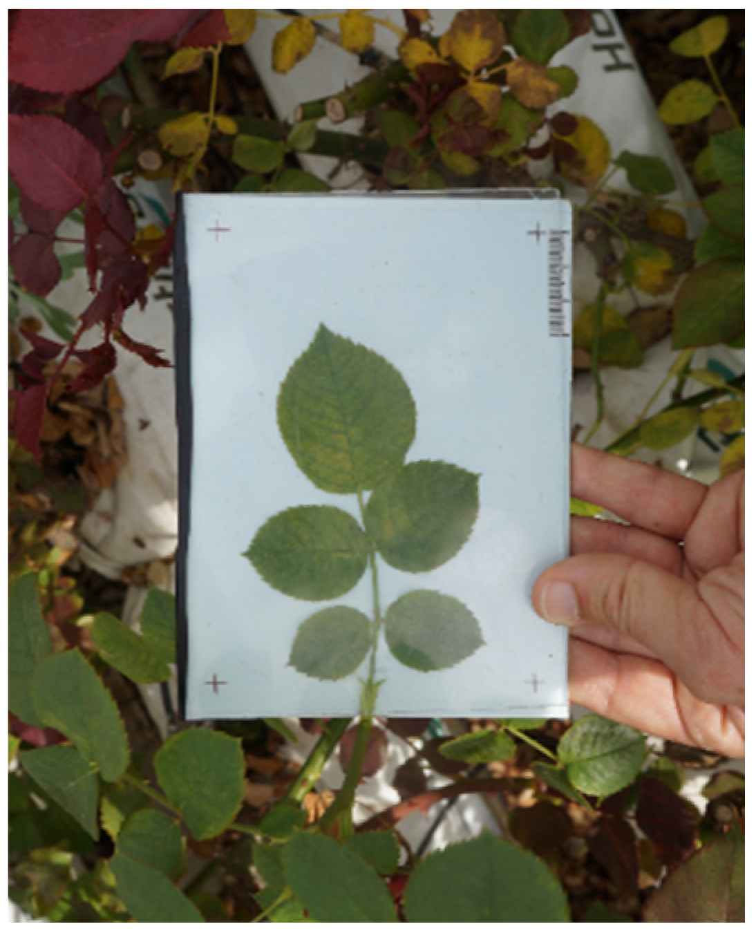 Horticulturae 02 00006 g002