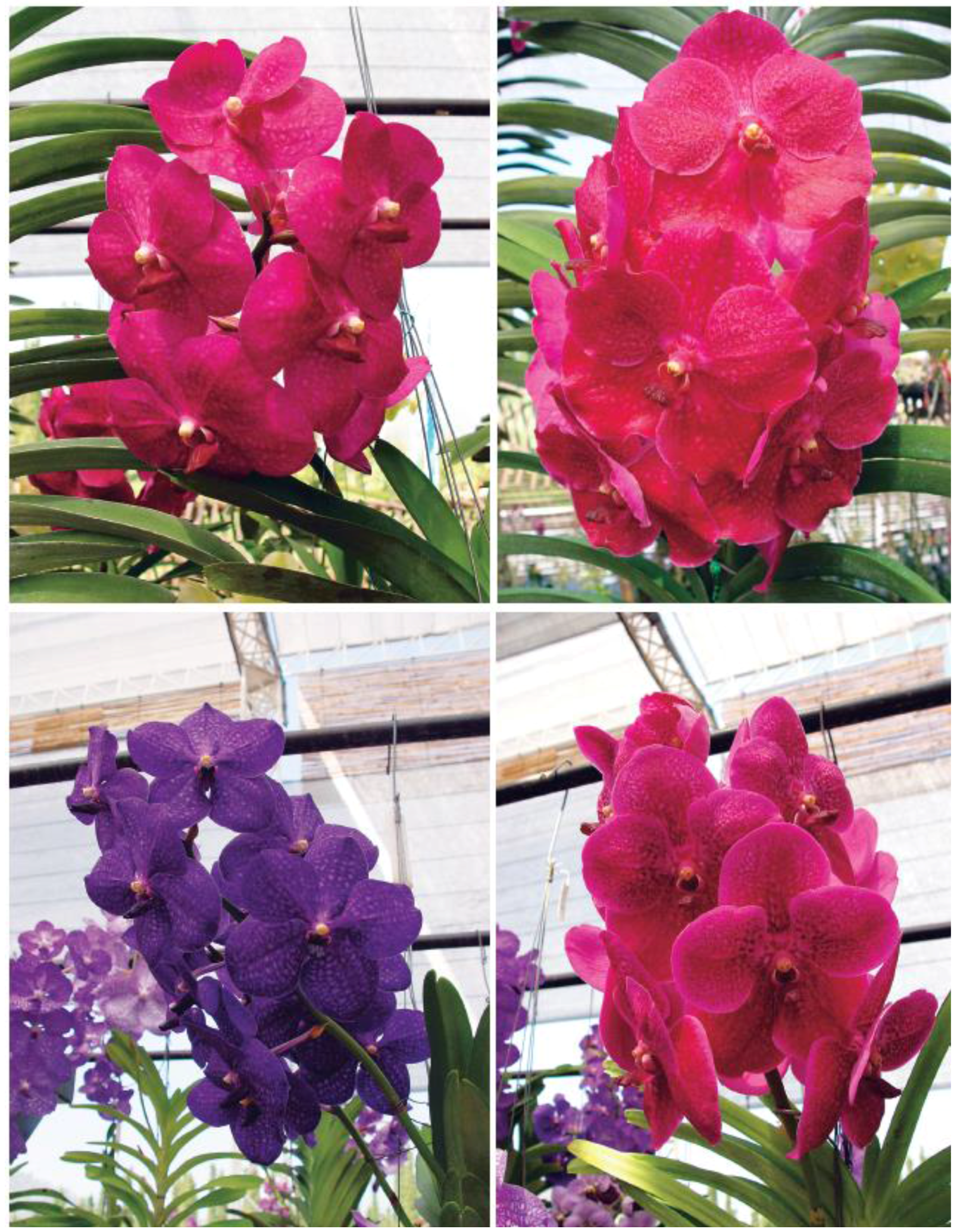 Horticulturae 02 00009 g003