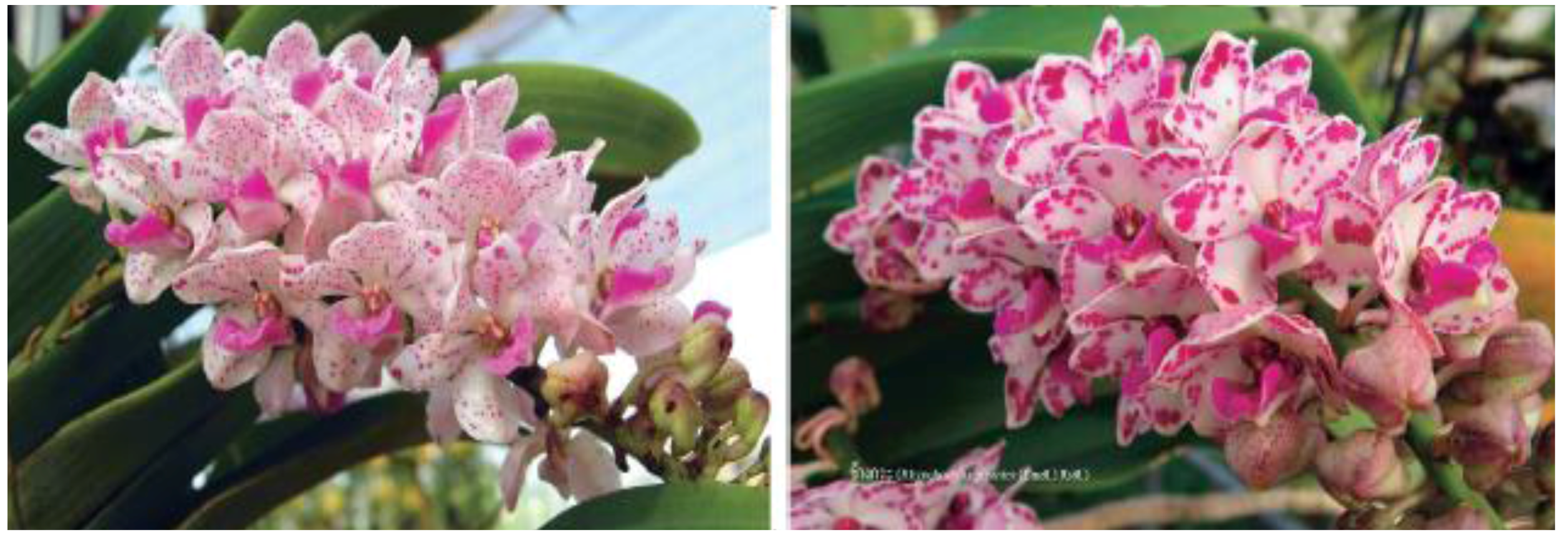 Horticulturae 02 00009 g004