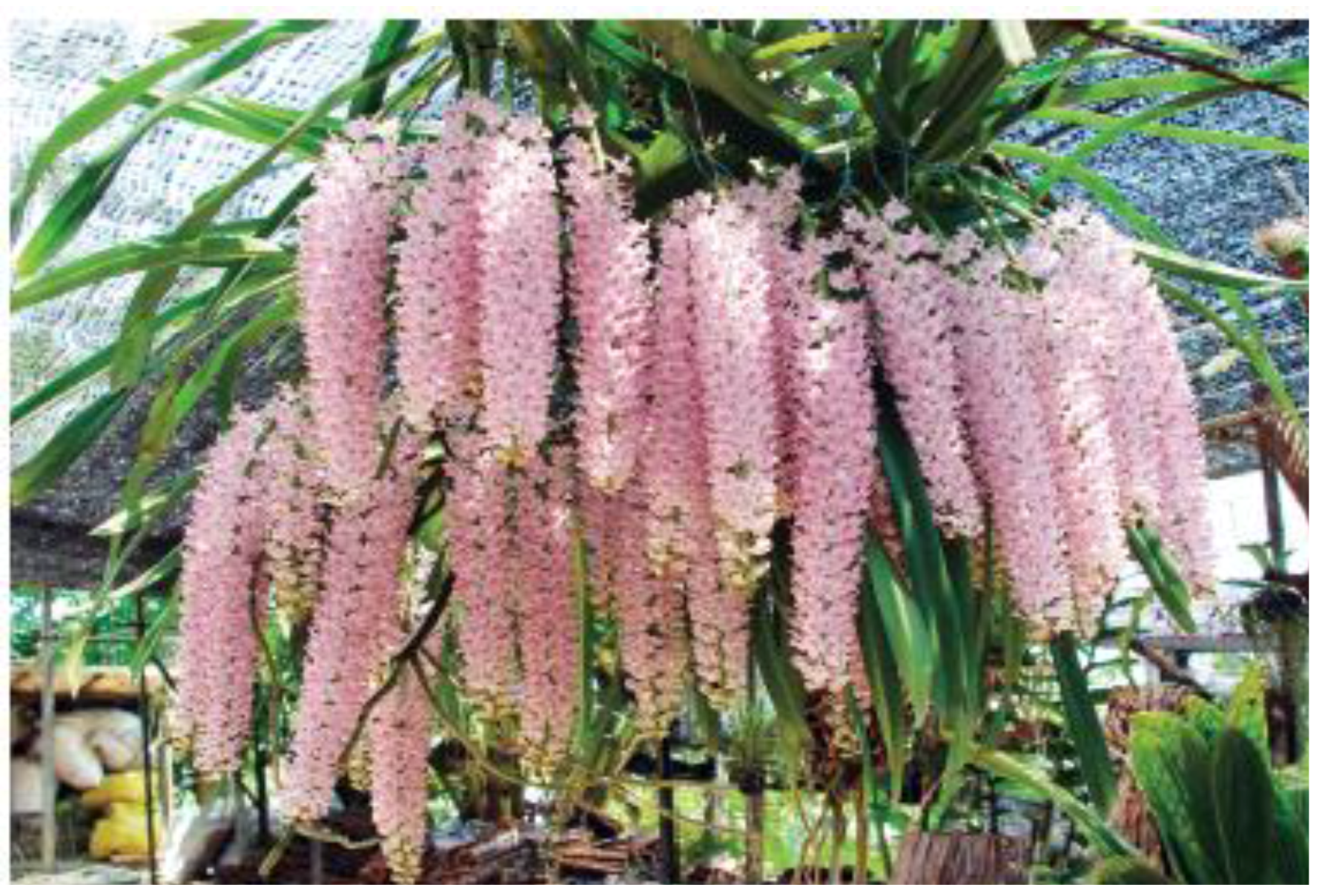 Horticulturae 02 00009 g005