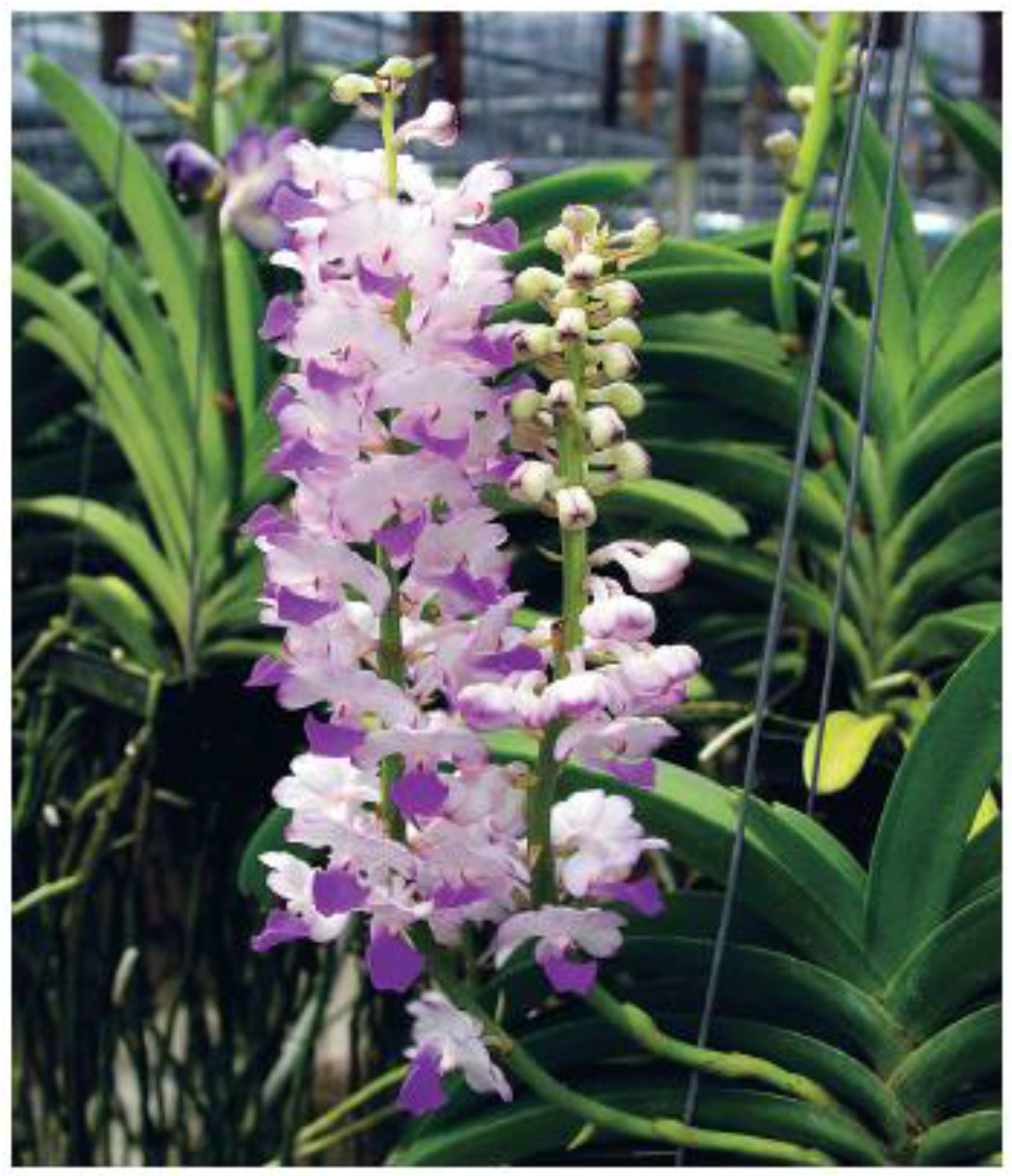 Horticulturae 02 00009 g006