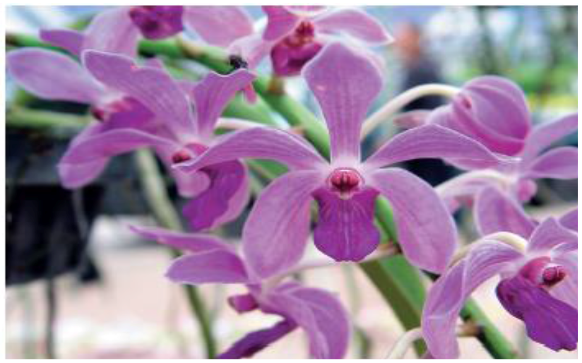 Horticulturae 02 00009 g007