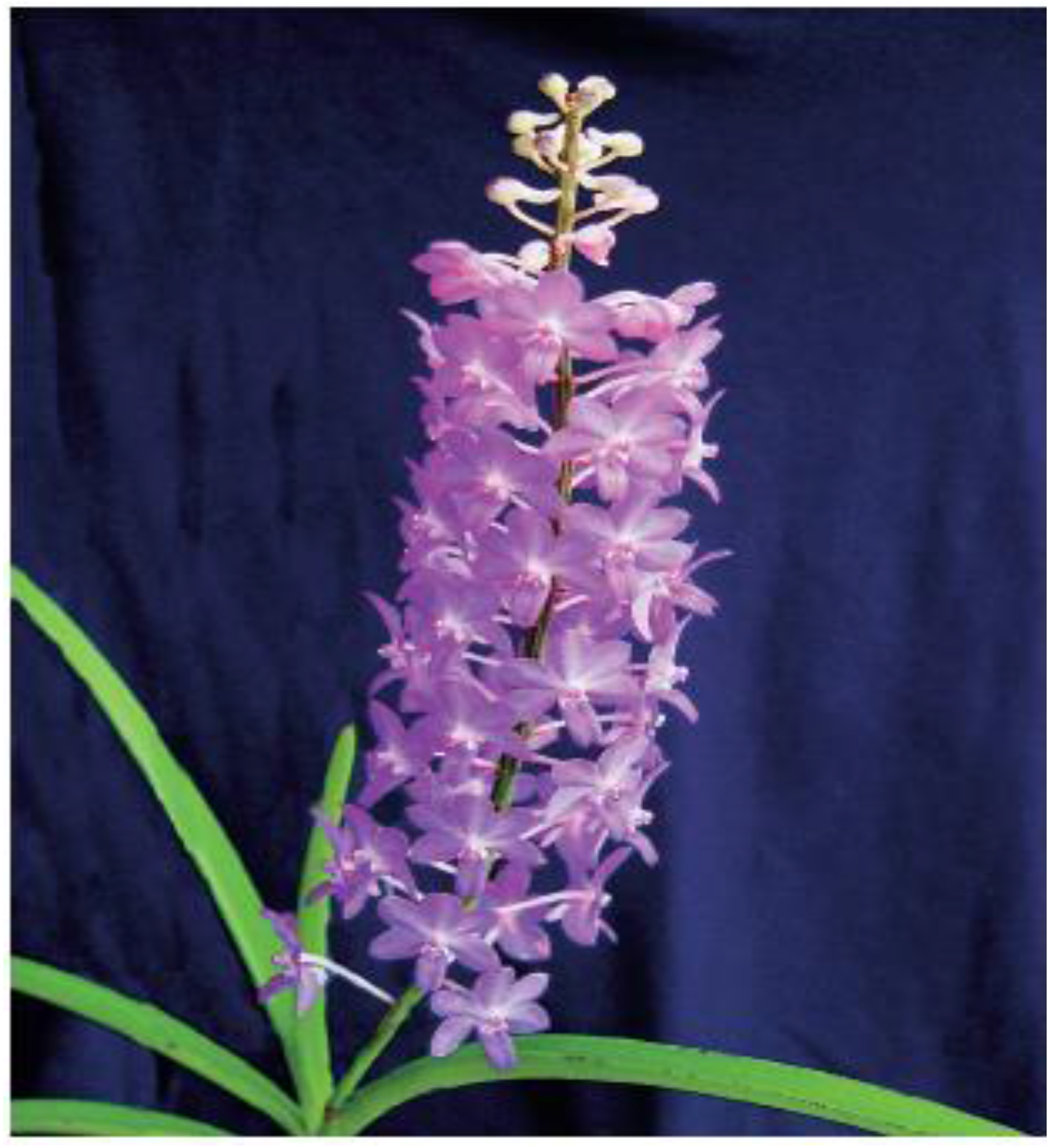 Horticulturae 02 00009 g008