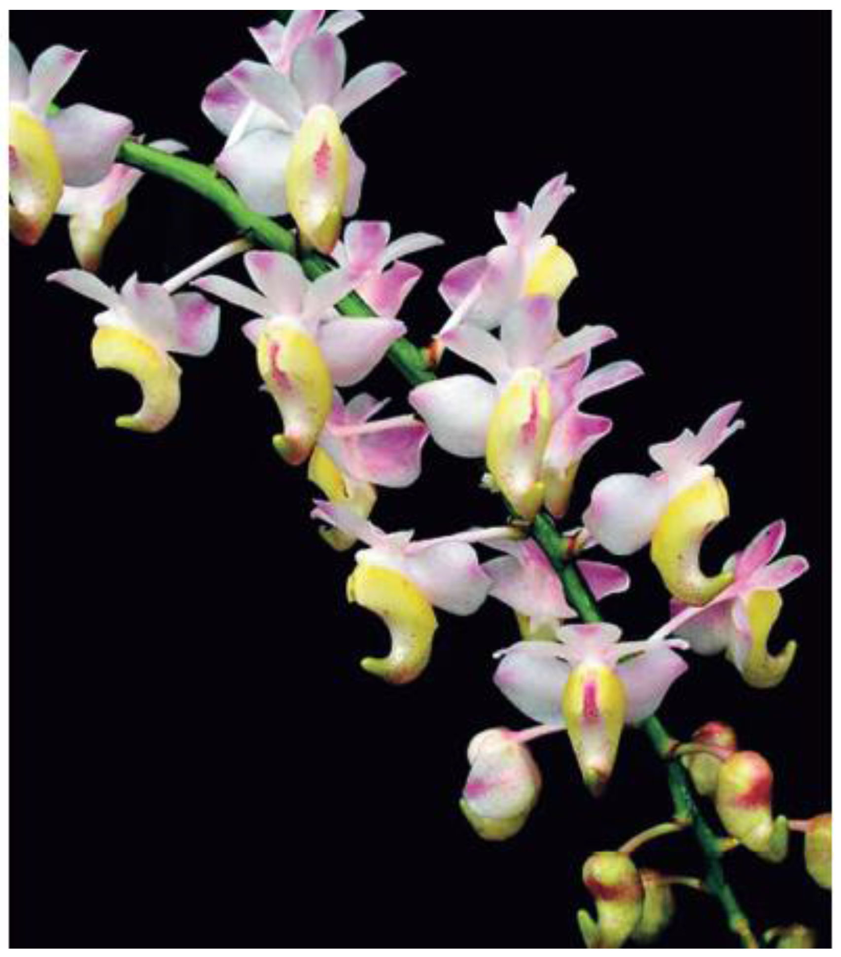 Horticulturae 02 00009 g010