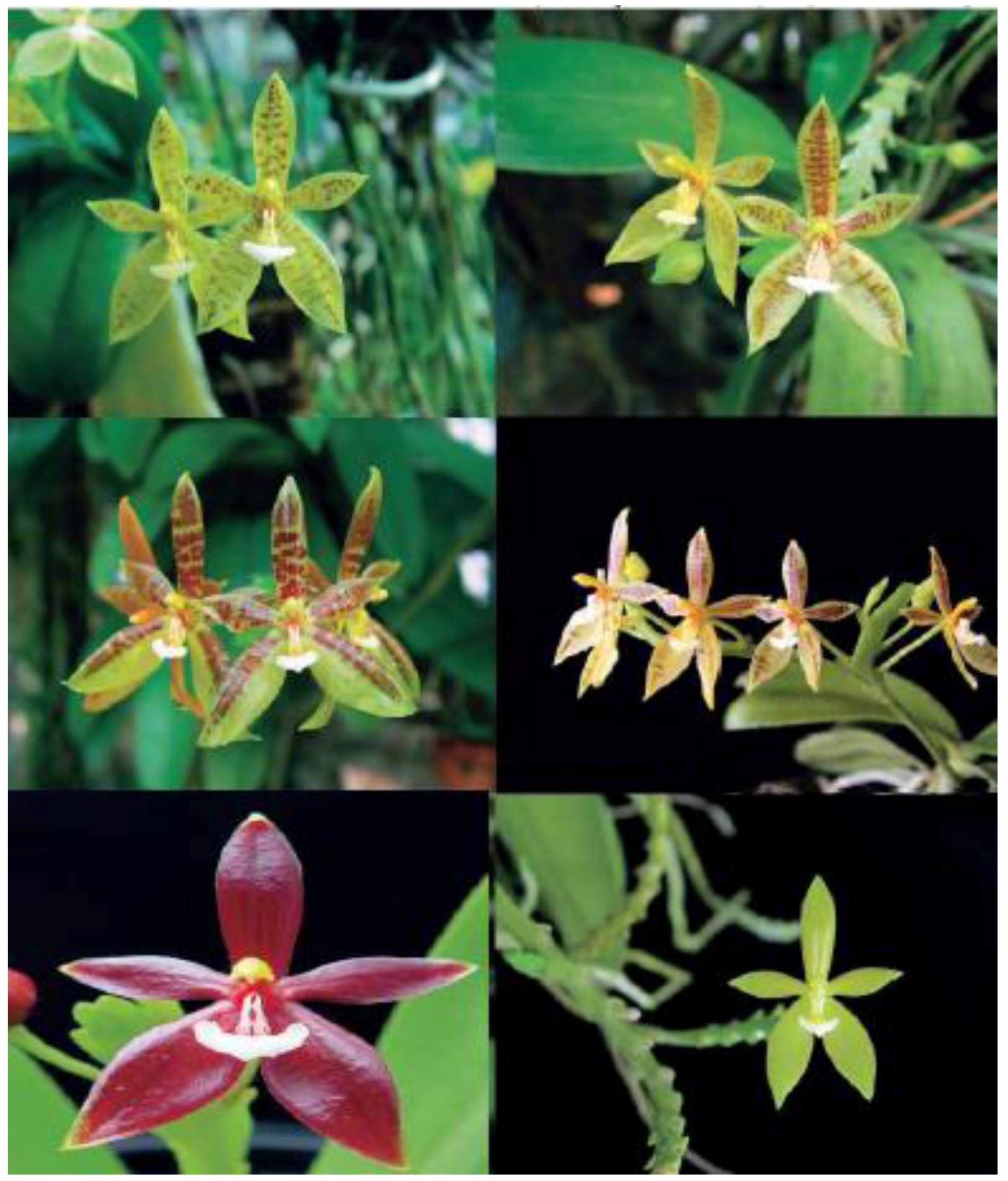 Horticulturae 02 00009 g011