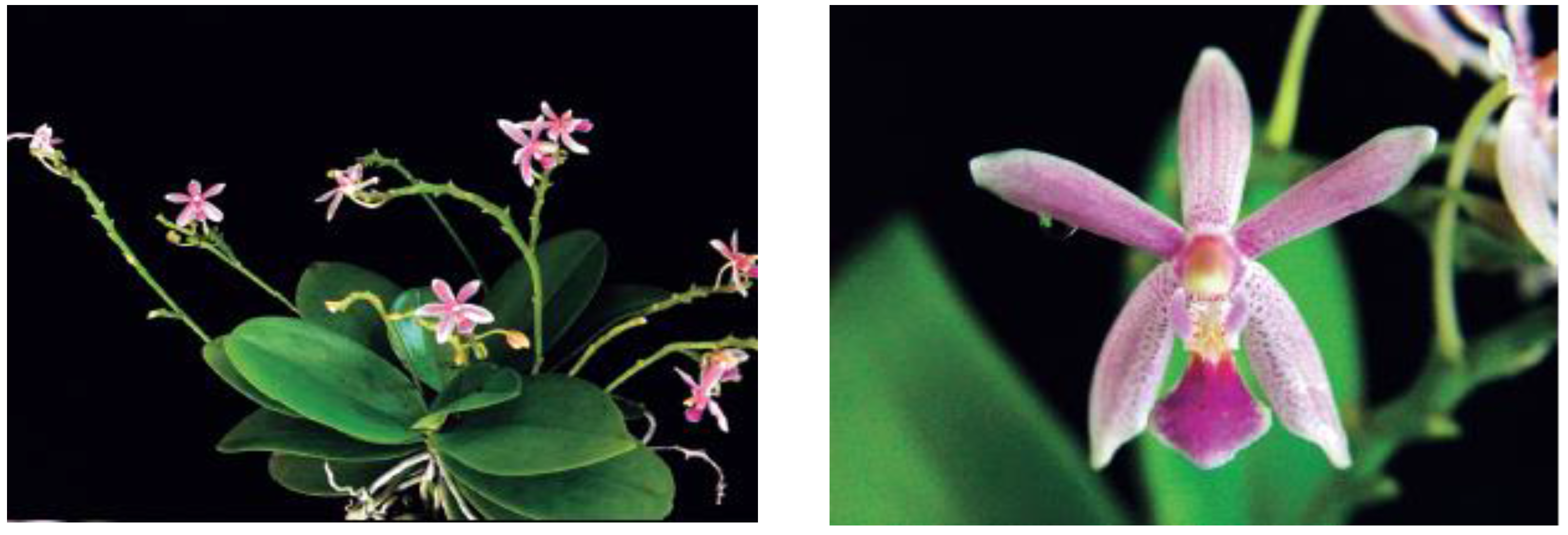 Horticulturae 02 00009 g012