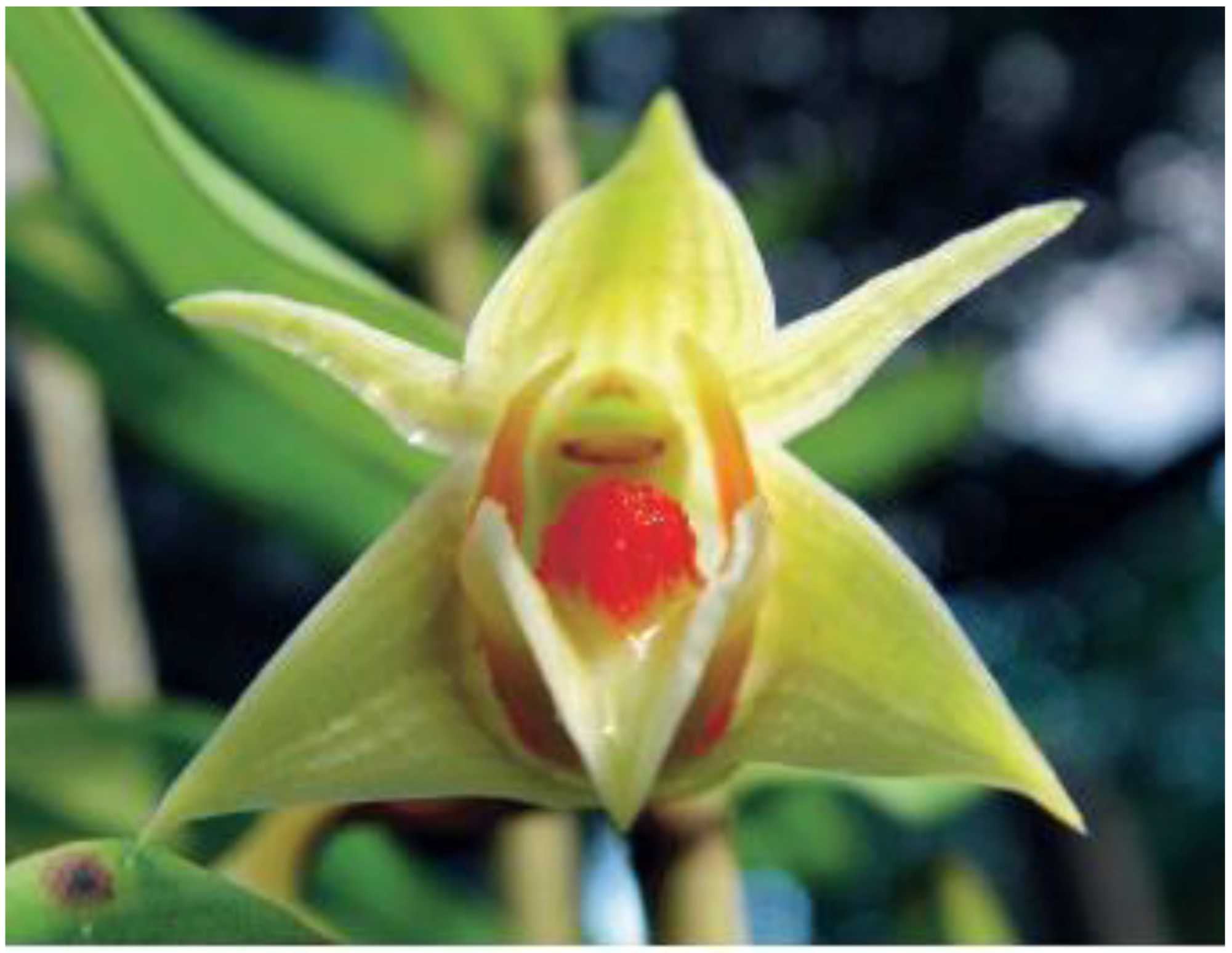 Horticulturae 02 00009 g015