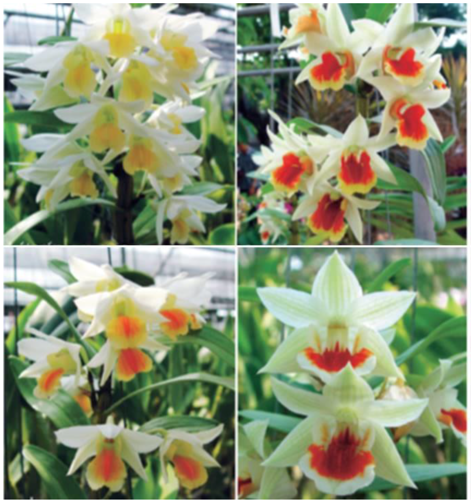 Horticulturae 02 00009 g016