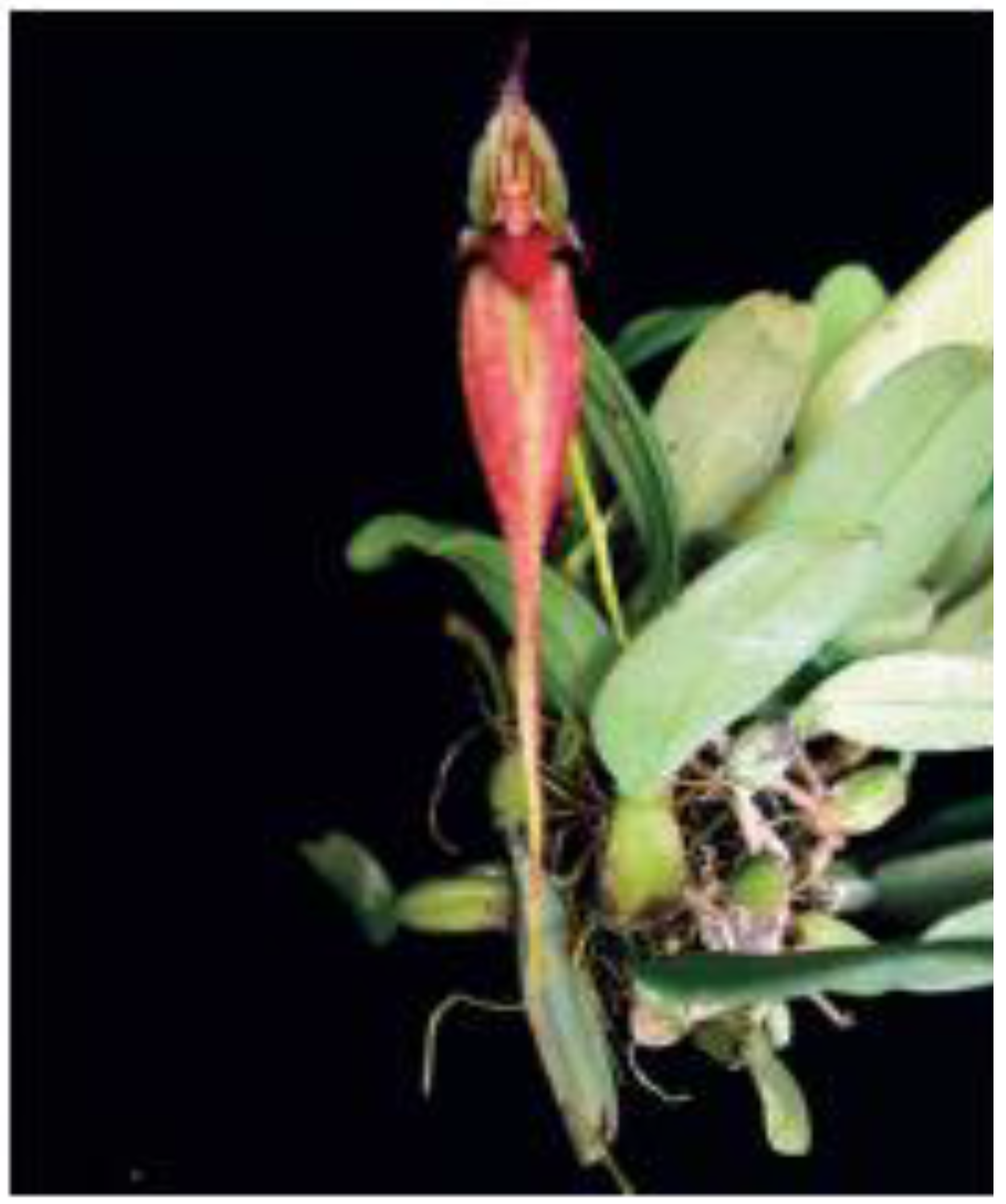 Horticulturae 02 00009 g017