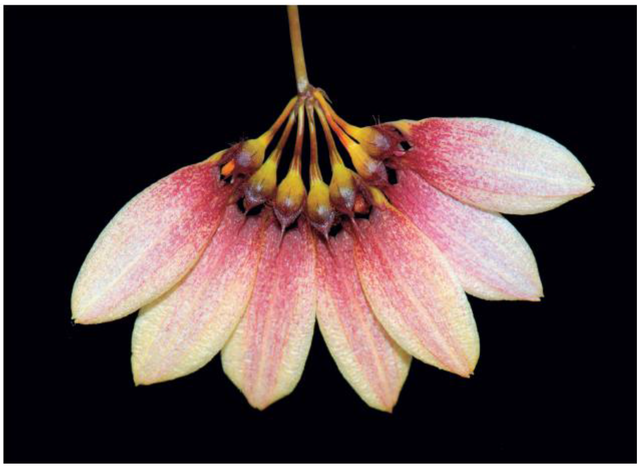 Horticulturae 02 00009 g018