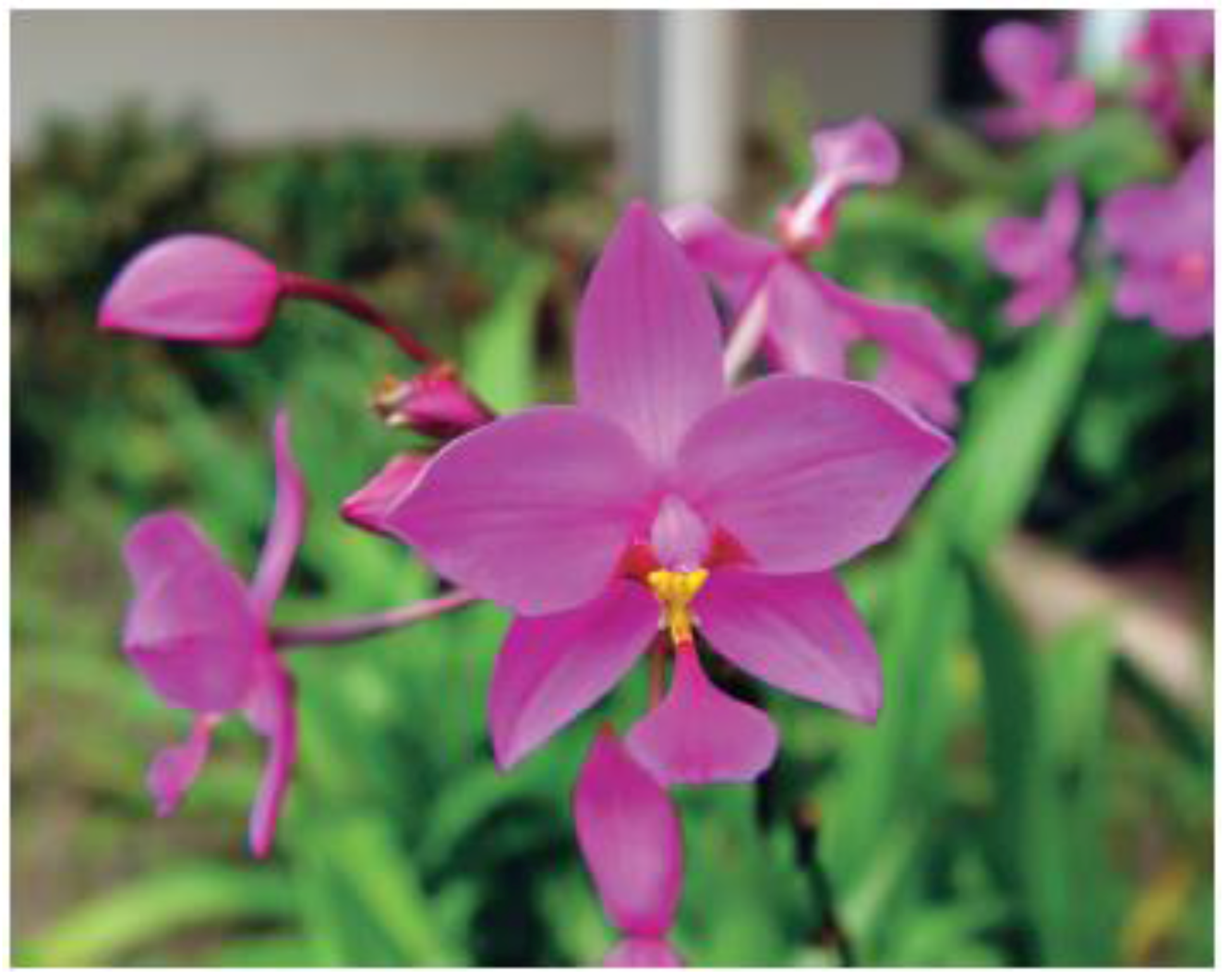 Horticulturae 02 00009 g019