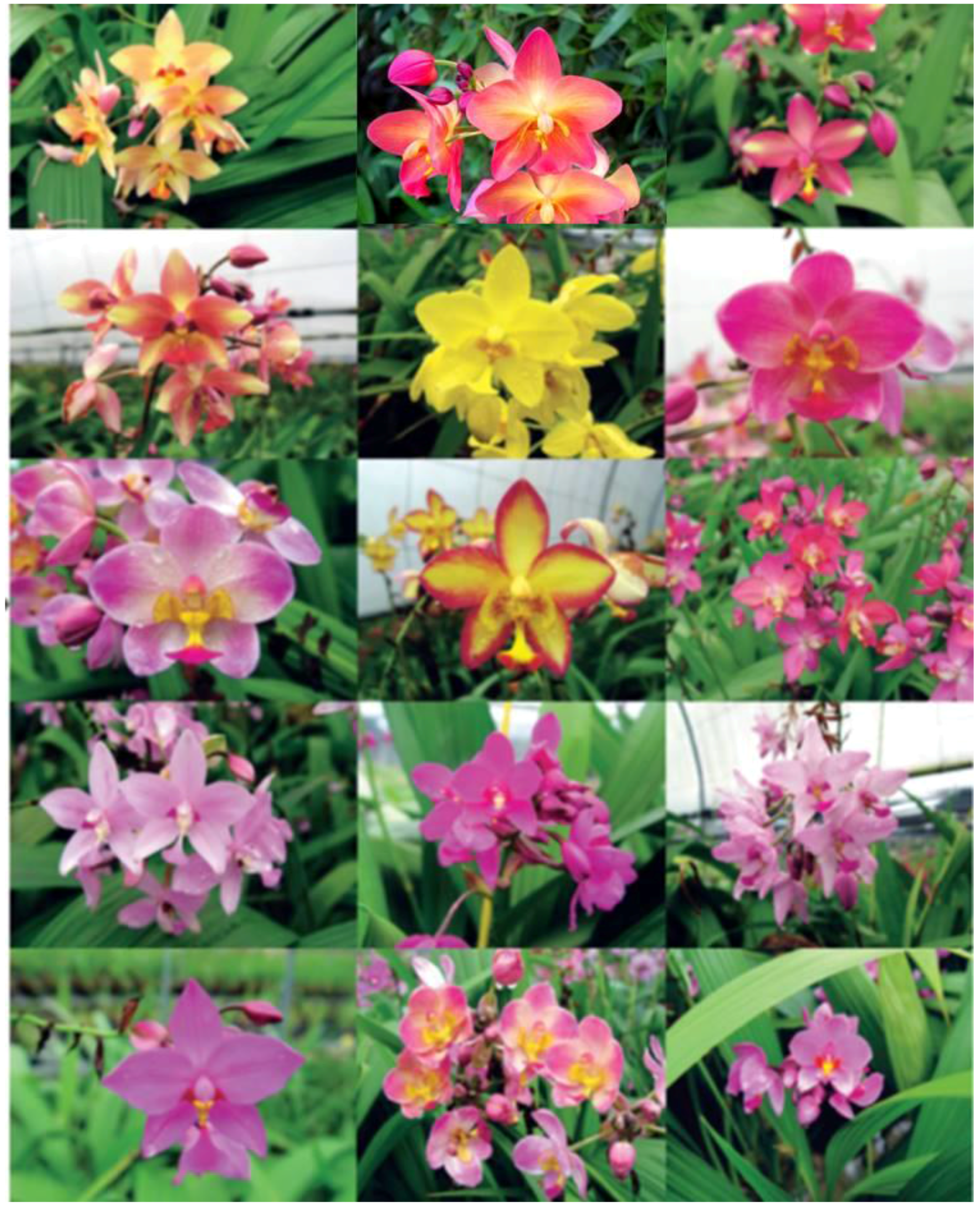 Horticulturae 02 00009 g020