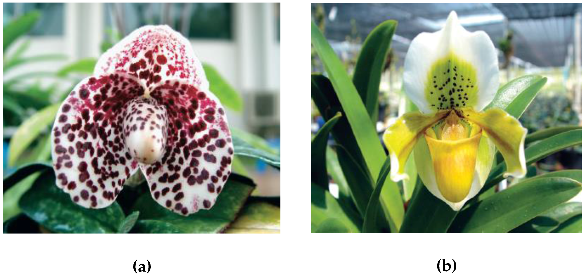 Horticulturae 02 00009 g021