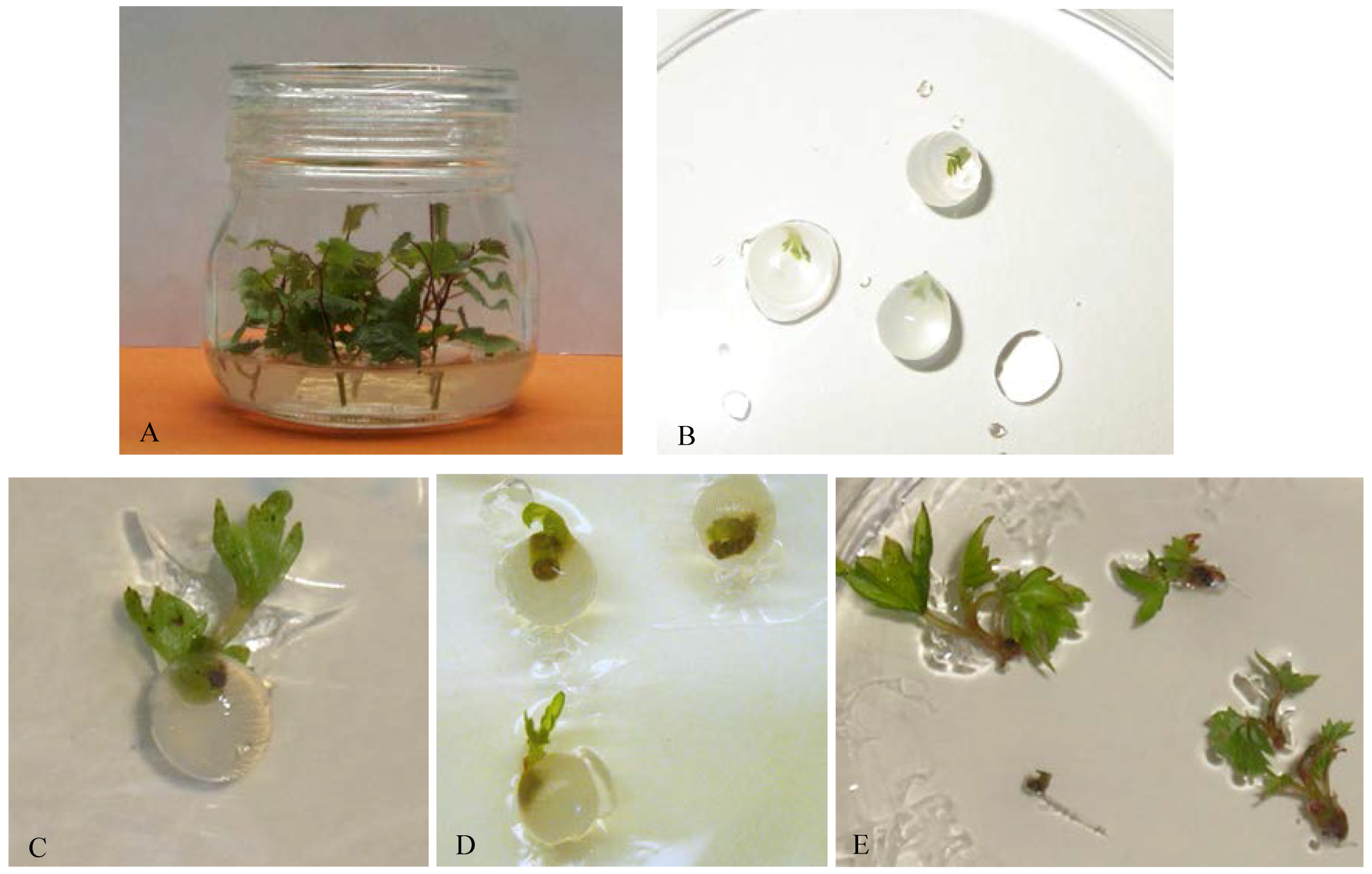 Horticulturae 02 00010 g001