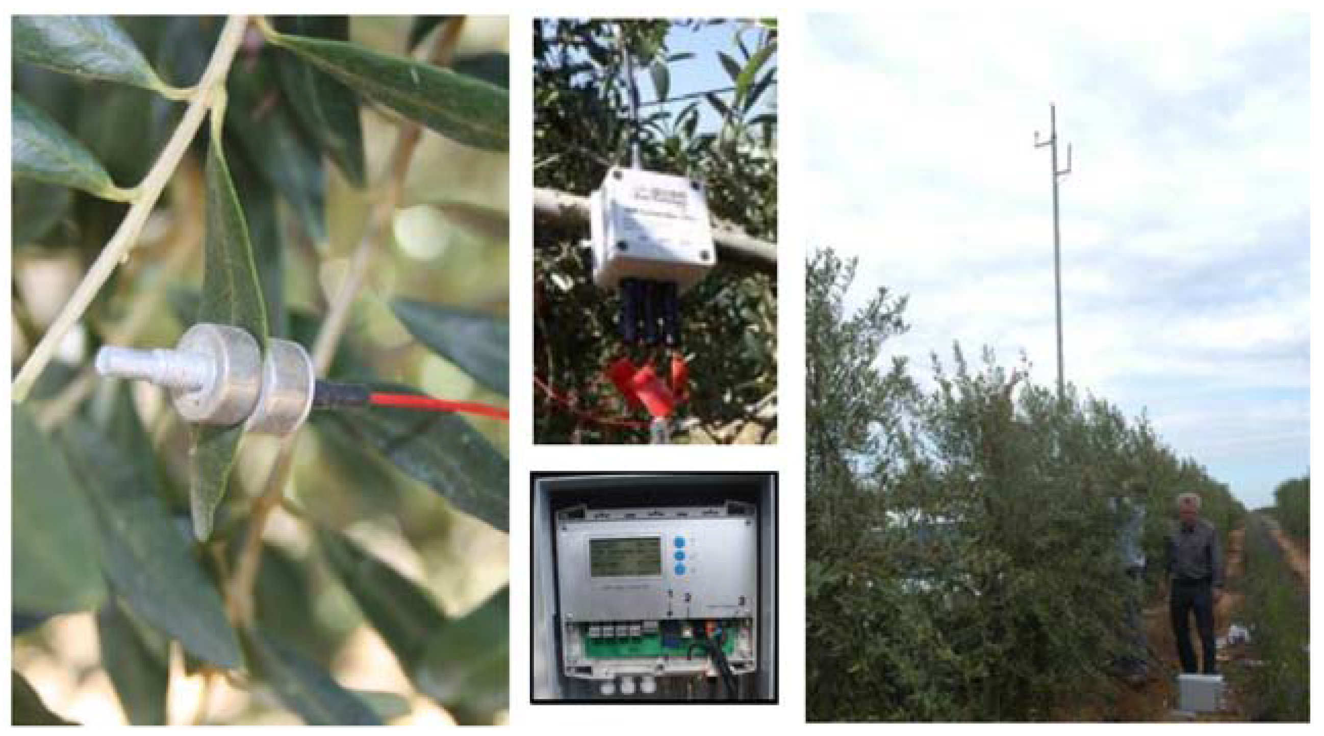 Horticulturae 03 00035 g009