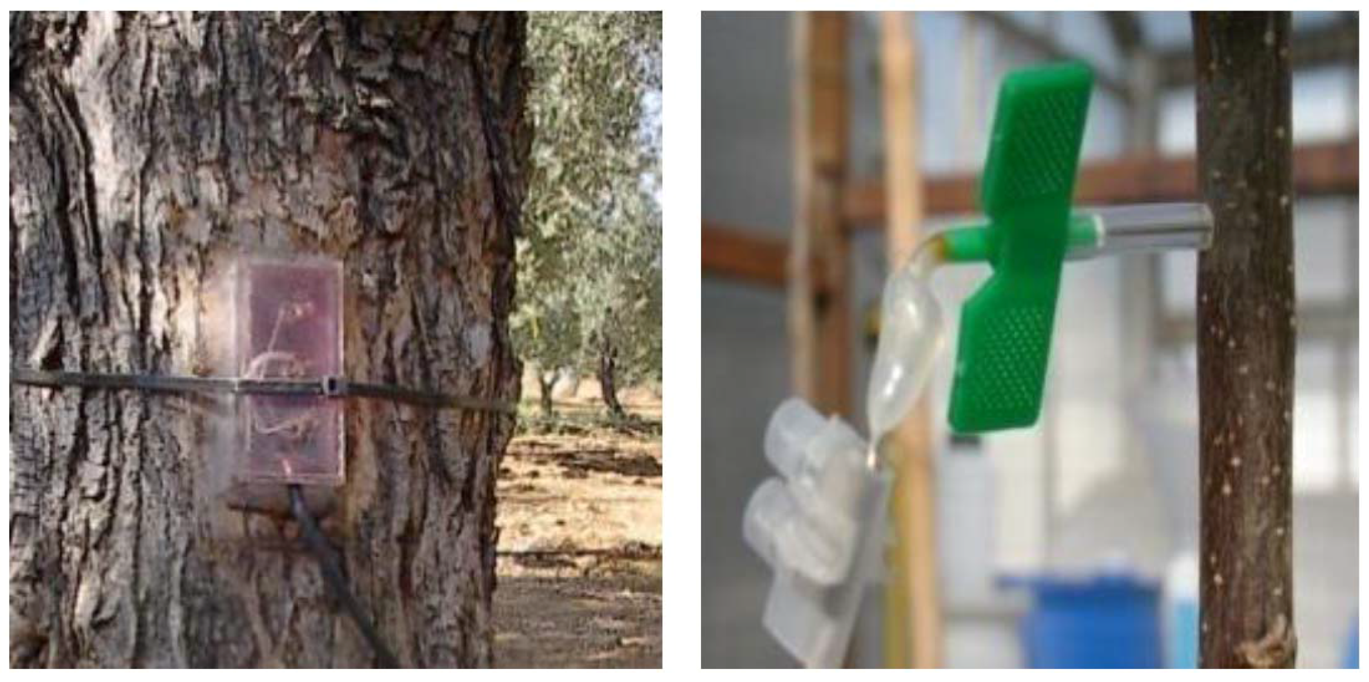 Horticulturae 03 00035 g010