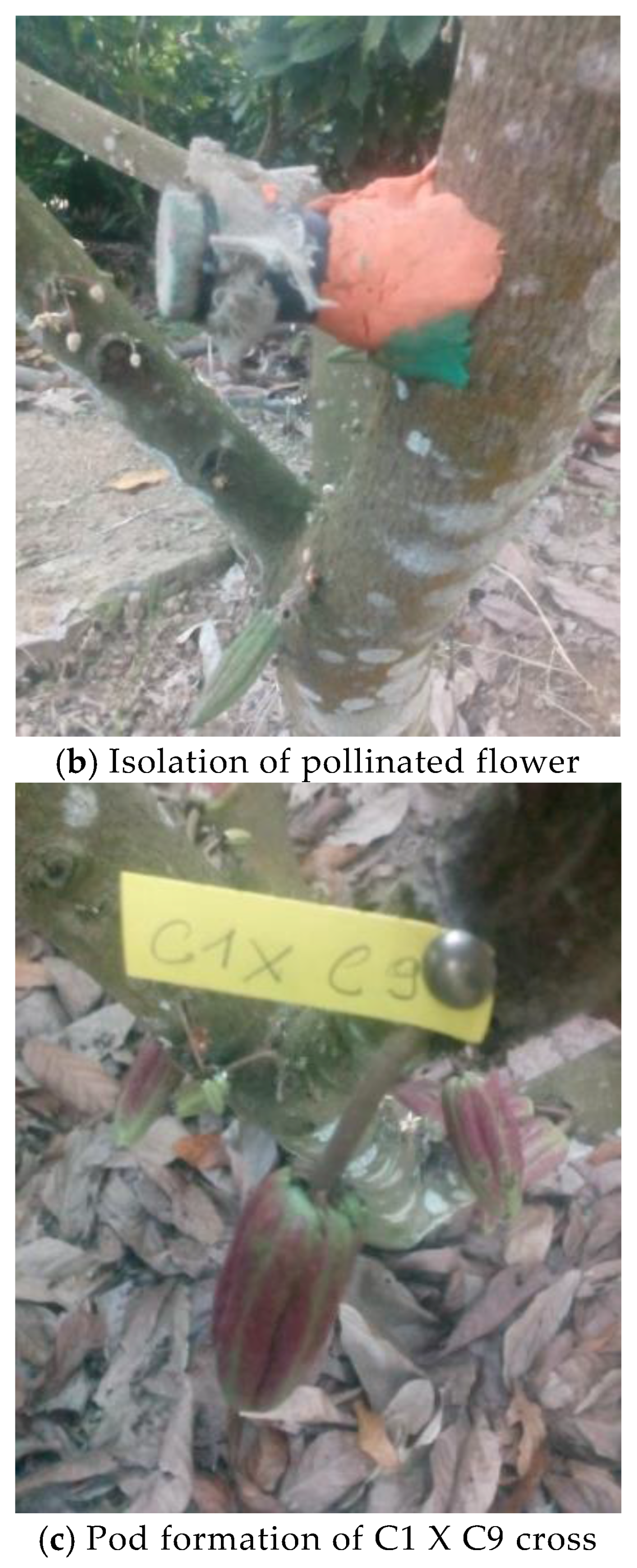 Horticulturae 03 00045 f001b