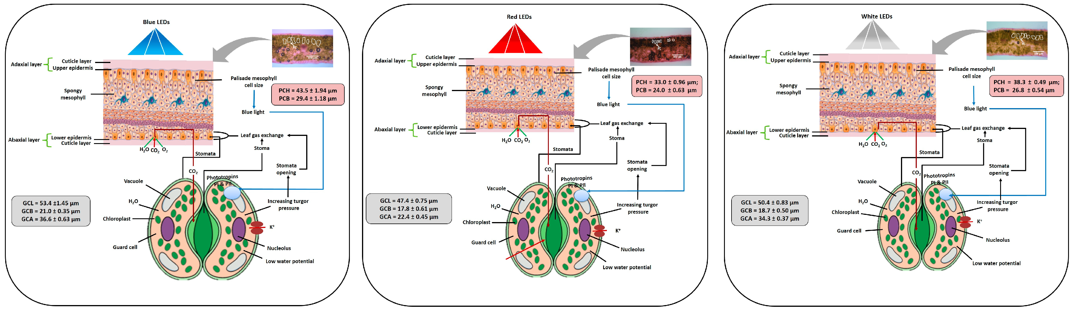 Horticulturae 03 00050 g006