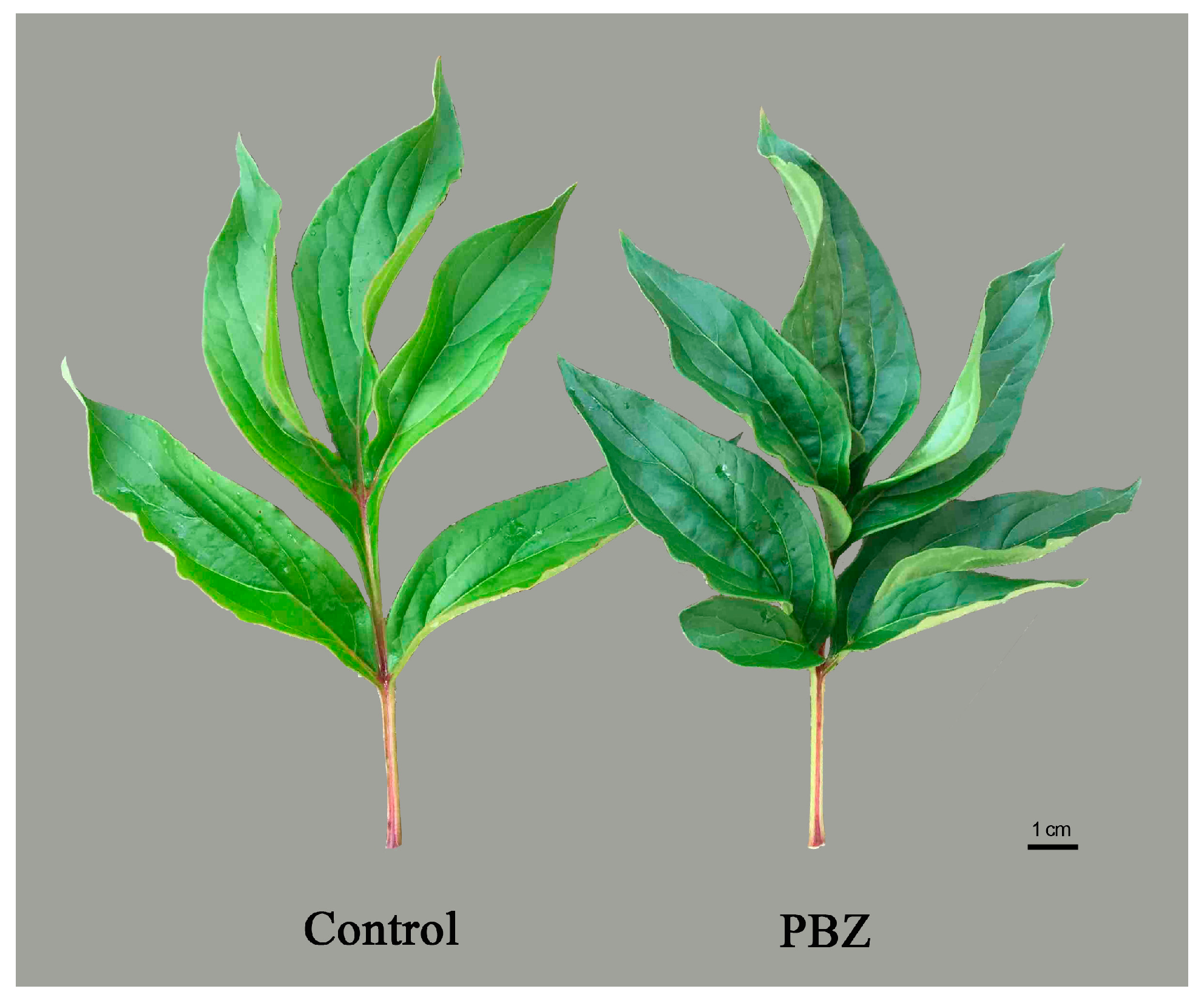 Horticulturae 04 00005 g001
