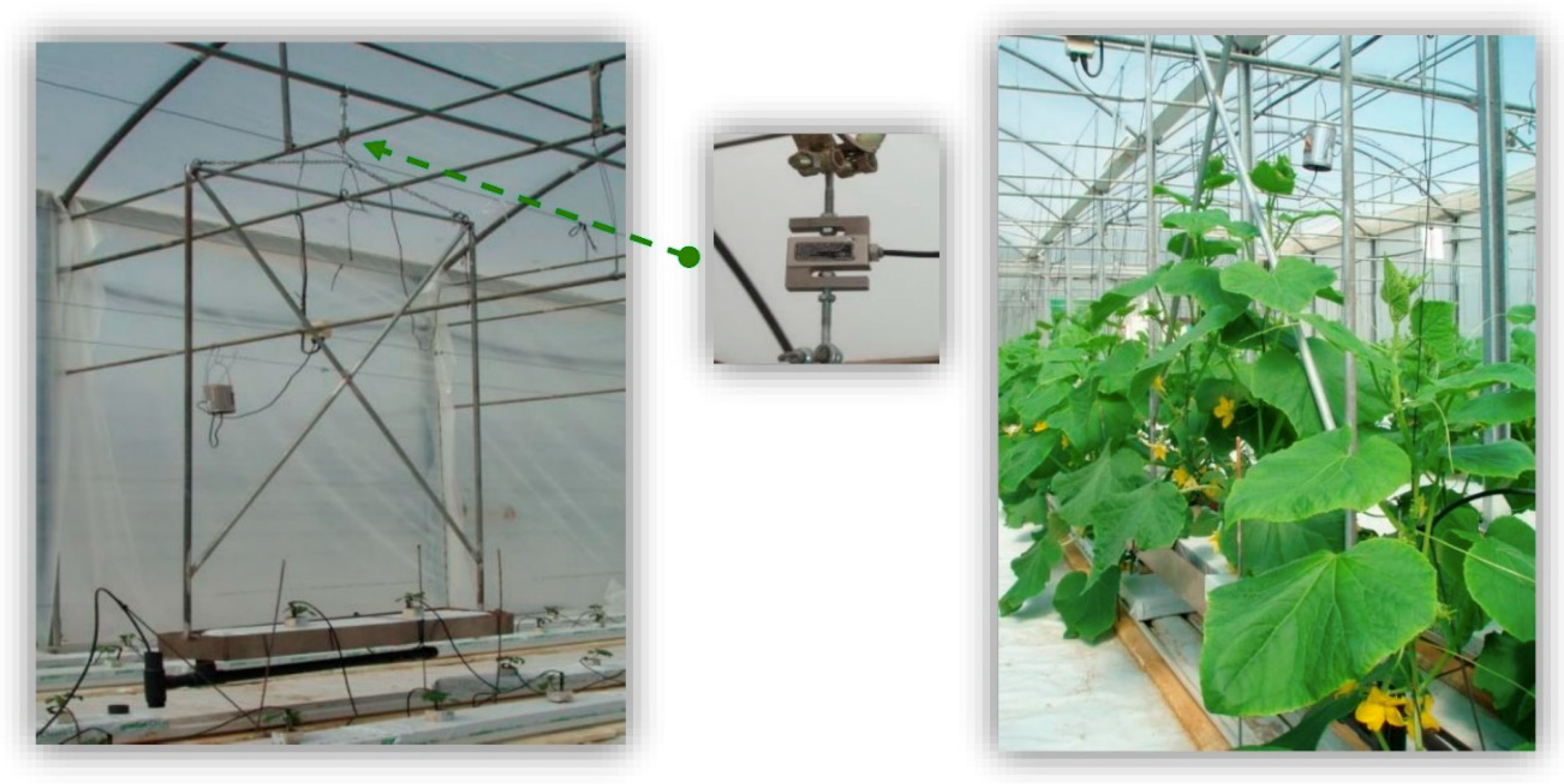 Horticulturae 05 00007 g003 Horticulturae 05 00007 g003