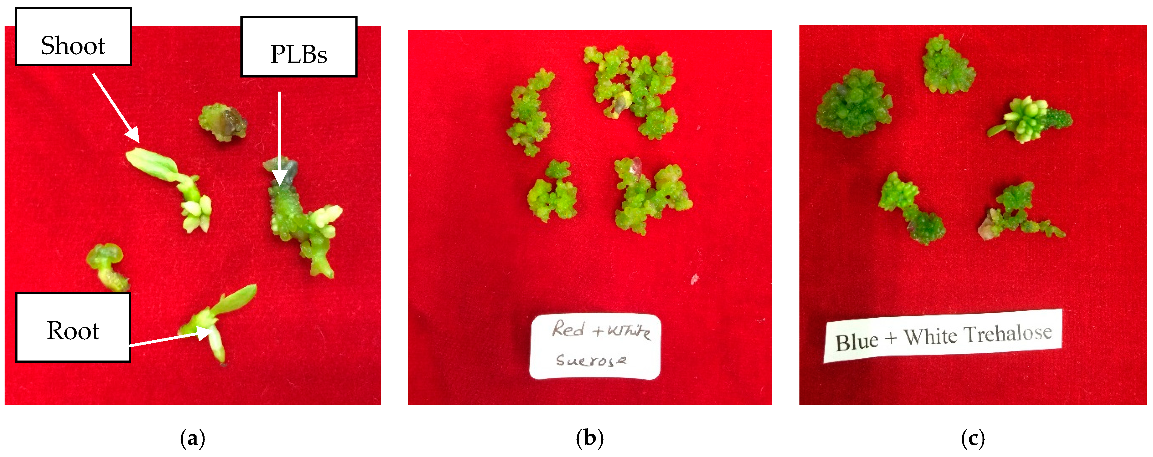 Horticulturae 05 00034 g001