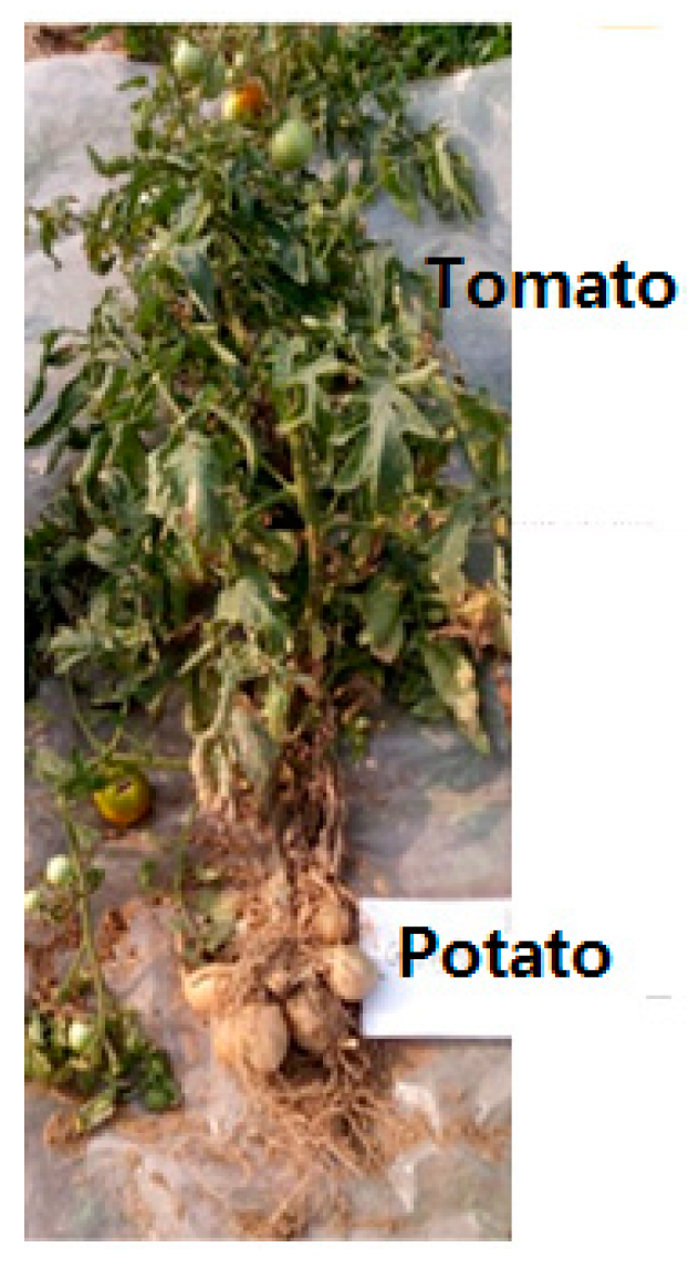 Horticulturae 05 00037 g001