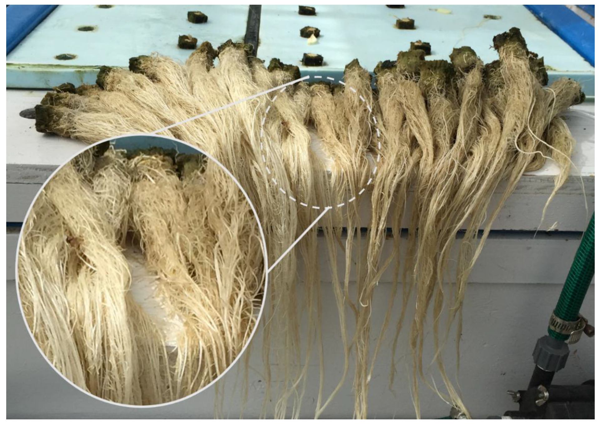 Horticulturae 05 00039 g001