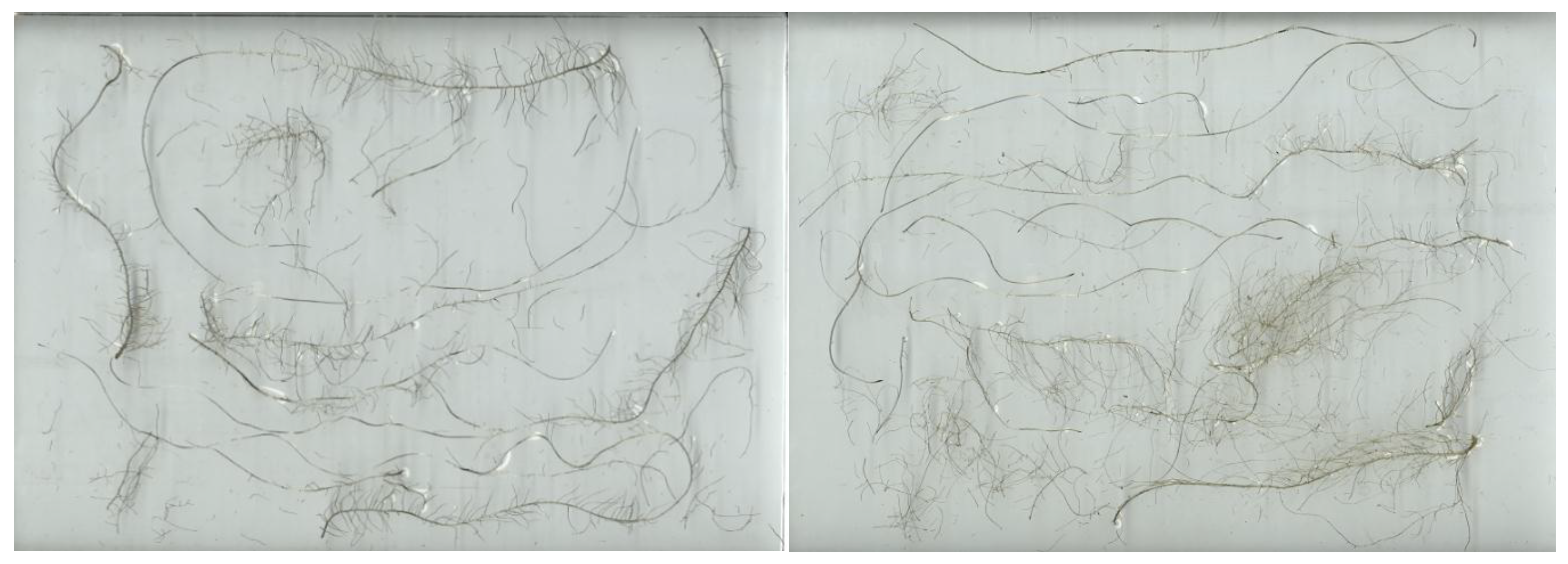 Horticulturae 05 00039 g002