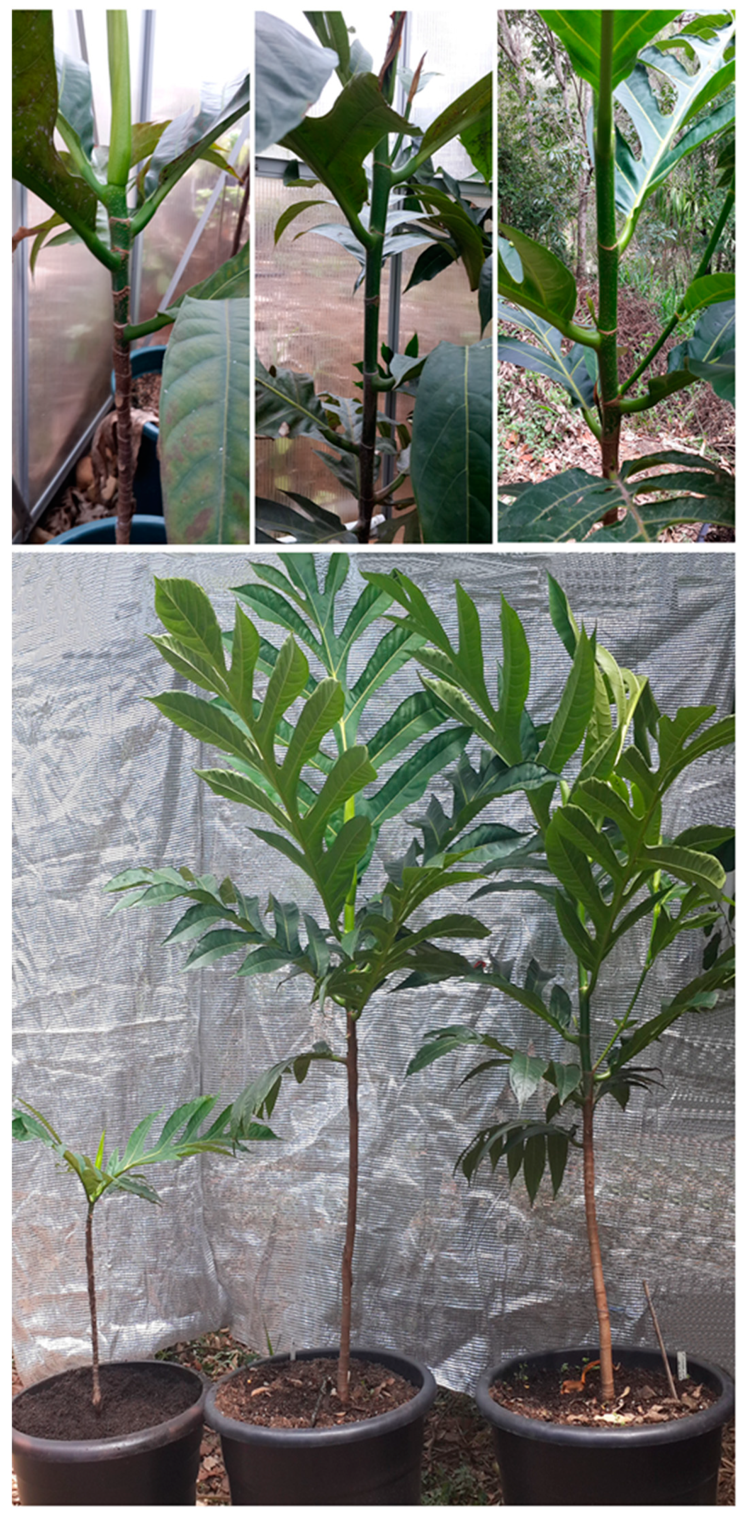 Horticulturae 05 00040 g001