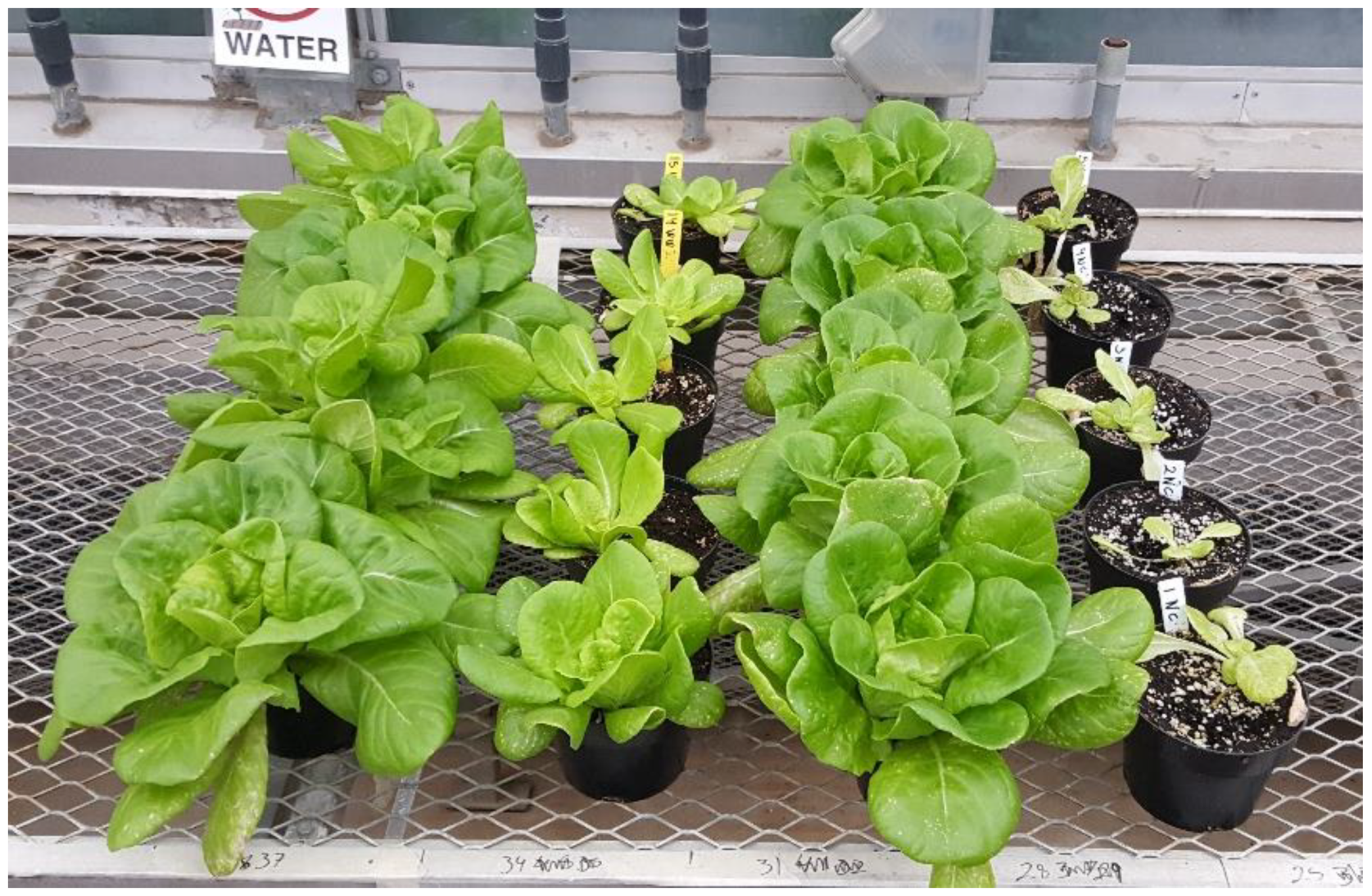 Horticulturae 05 00043 g002 Horticulturae 05 00043 g002