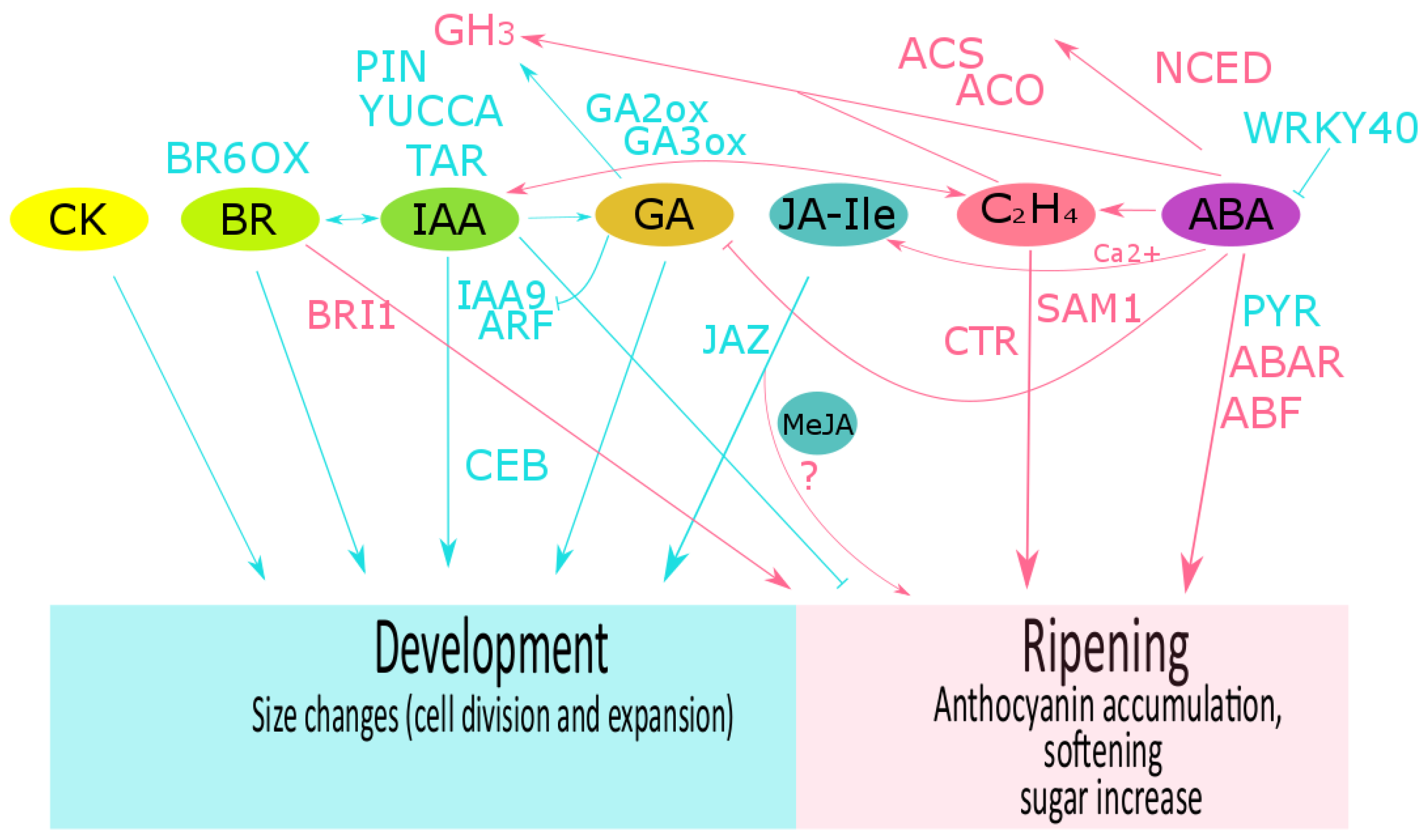 Horticulturae 05 00045 g002