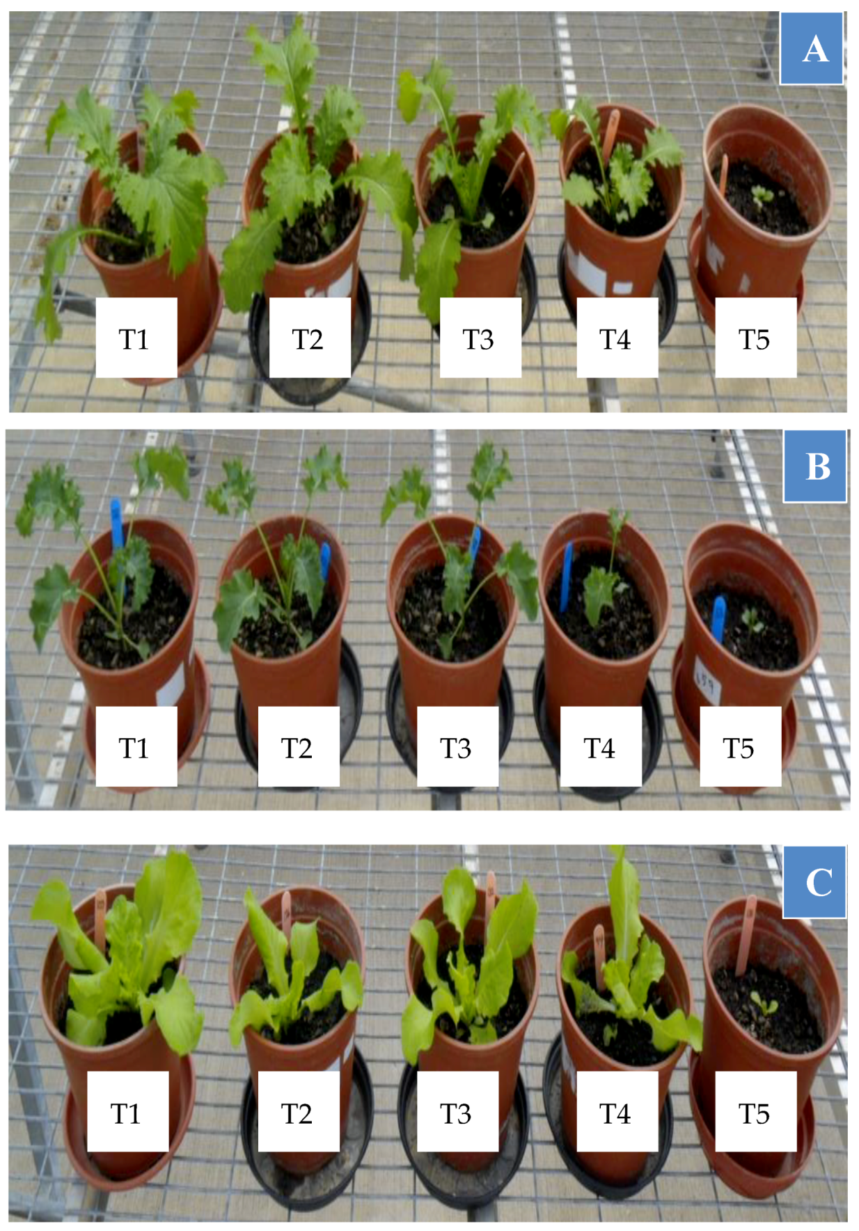 Horticulturae 05 00047 g003