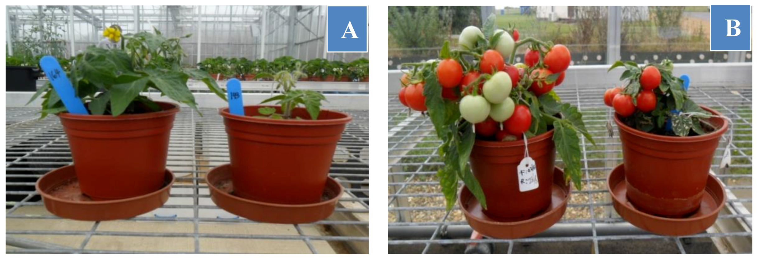 Horticulturae 05 00047 g005