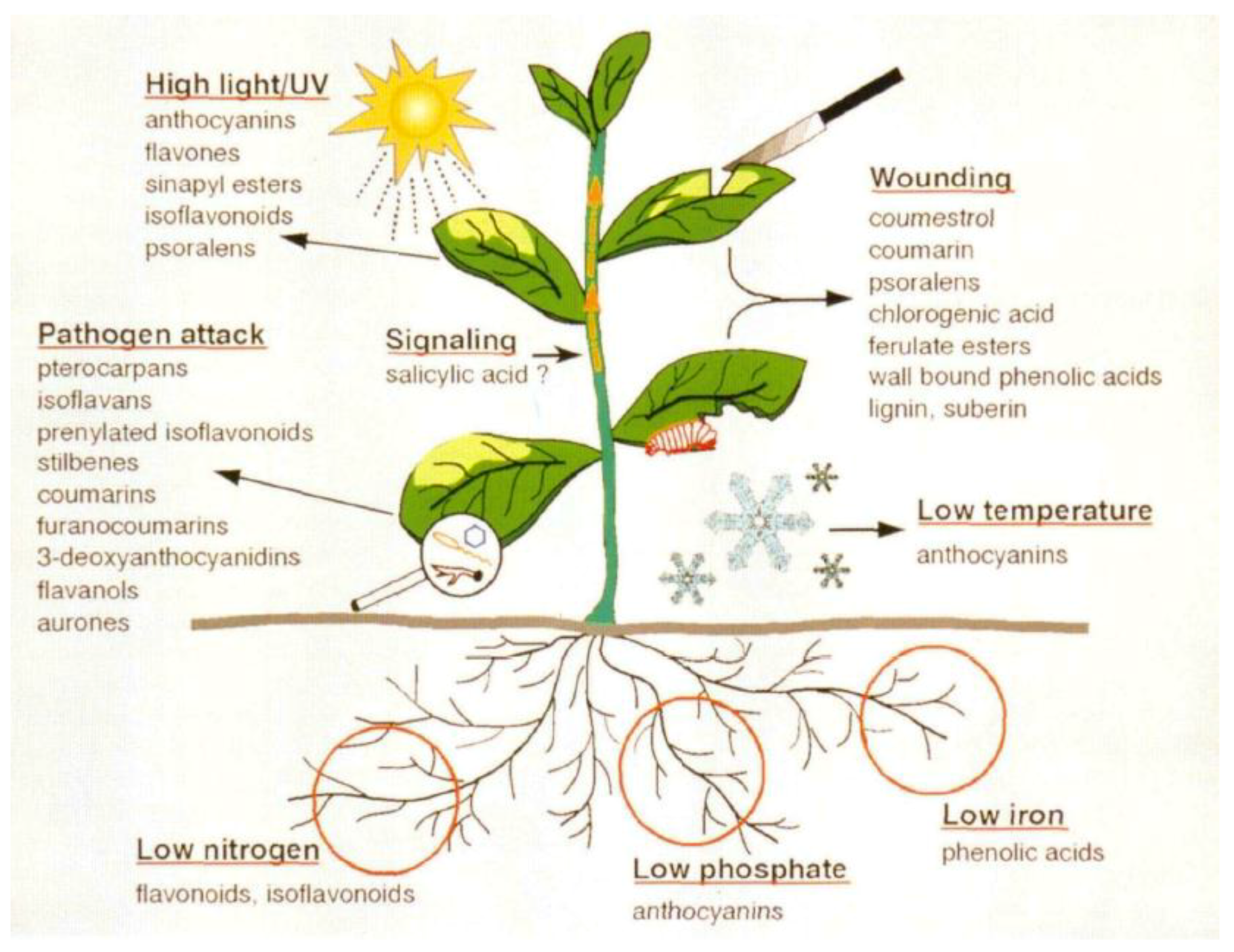 Horticulturae 05 00047 g008