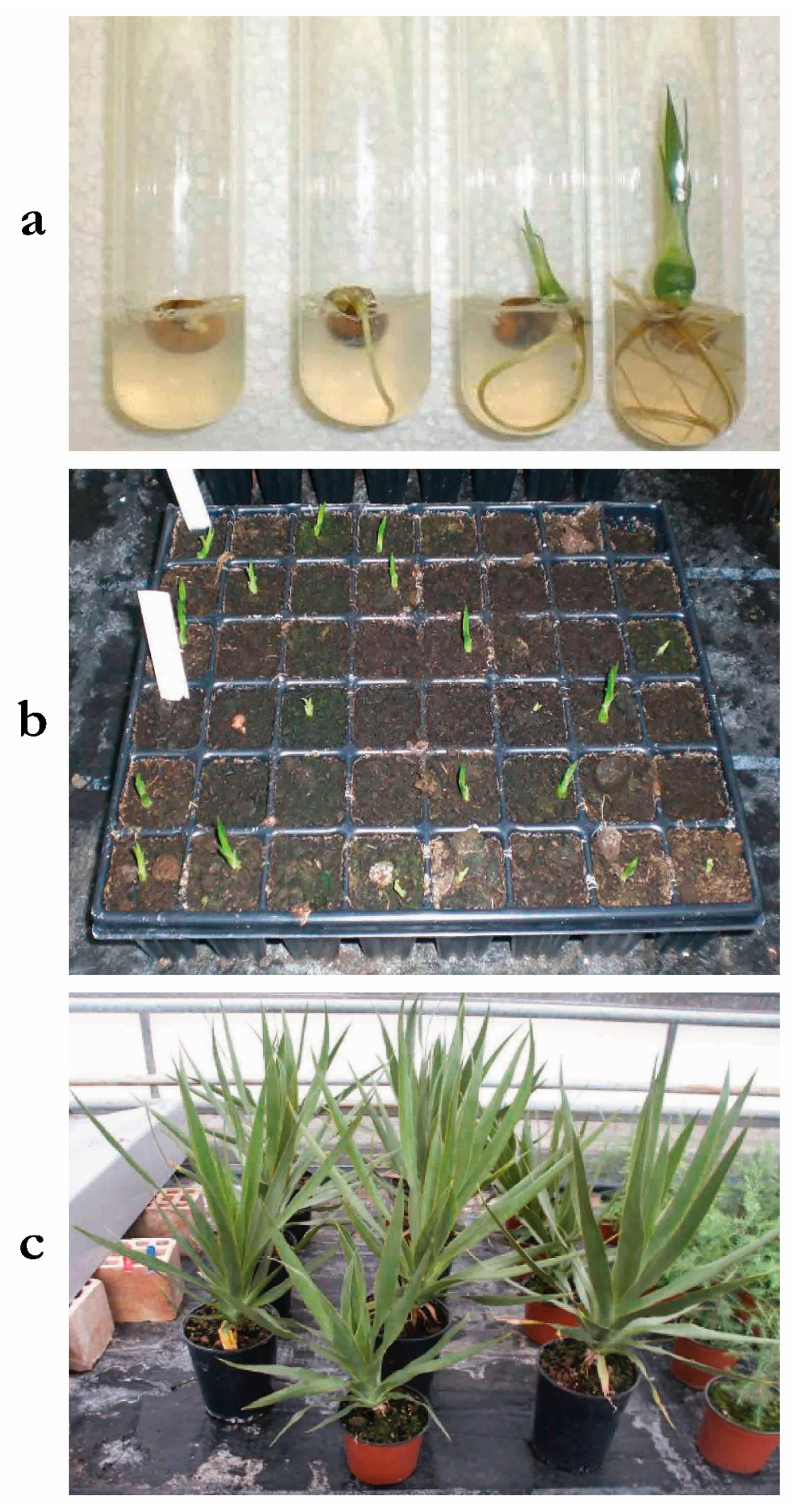 Horticulturae 05 00064 g001