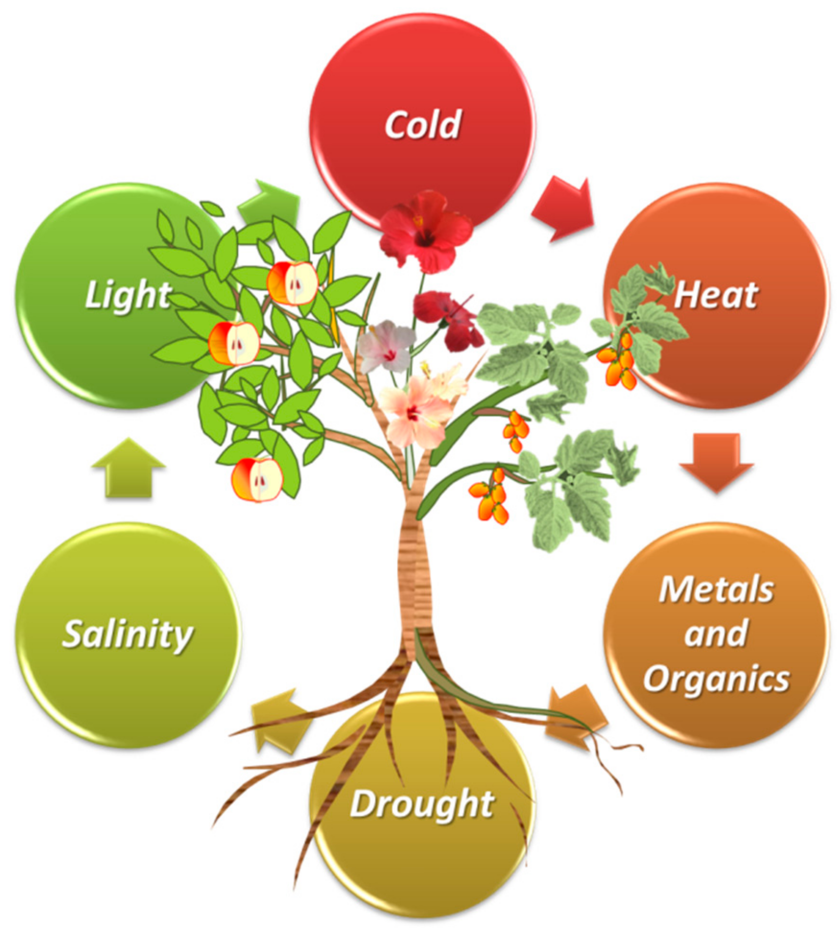 Horticulturae 05 00067 g001