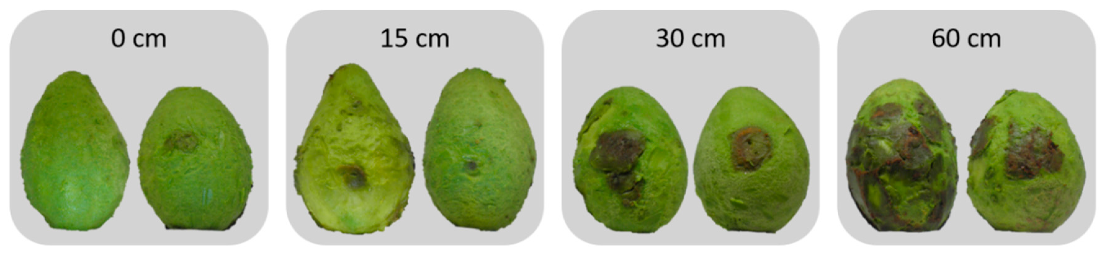 Horticulturae 06 00011 g004