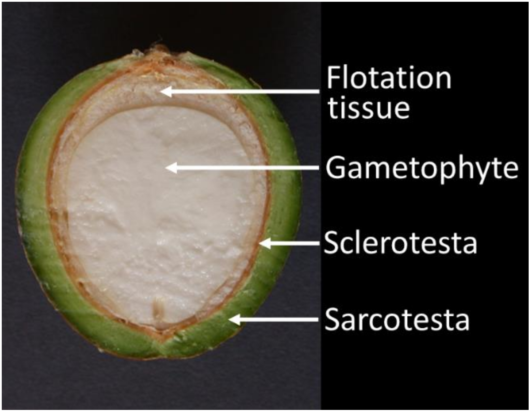 Horticulturae 06 00029 g001 Horticulturae 06 00029 g001