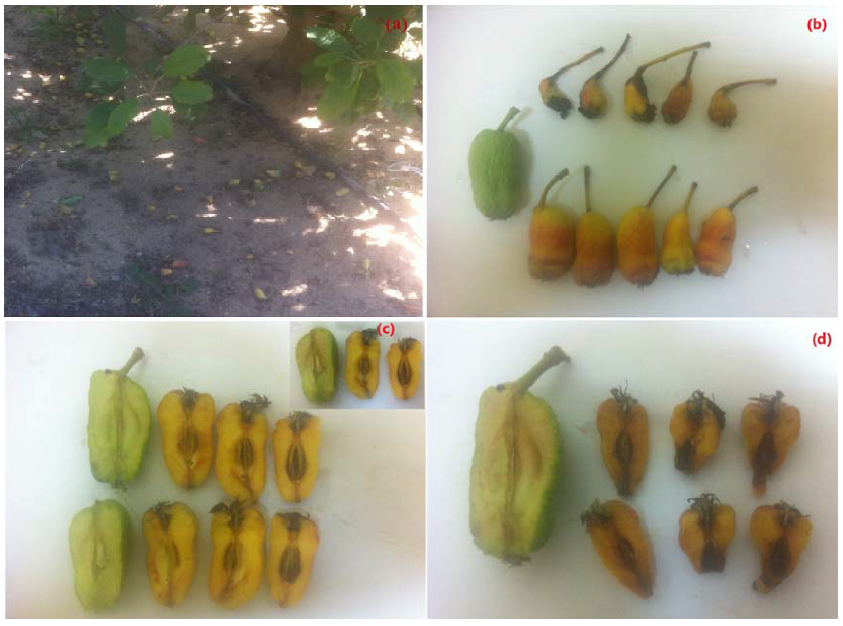 Horticulturae 06 00031 g001